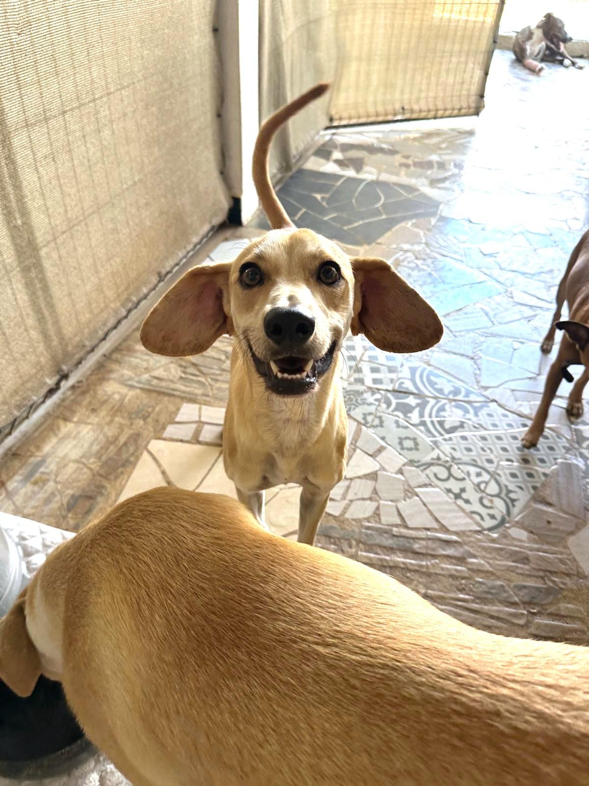 Enlarge Skippy, a Adoptable Mixed Breed in San Jose, CA image 5/6