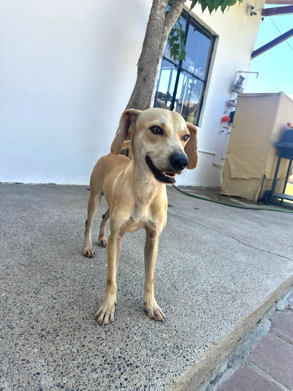 Enlarge Skippy, a Adoptable Mixed Breed in San Jose, CA image 3/6