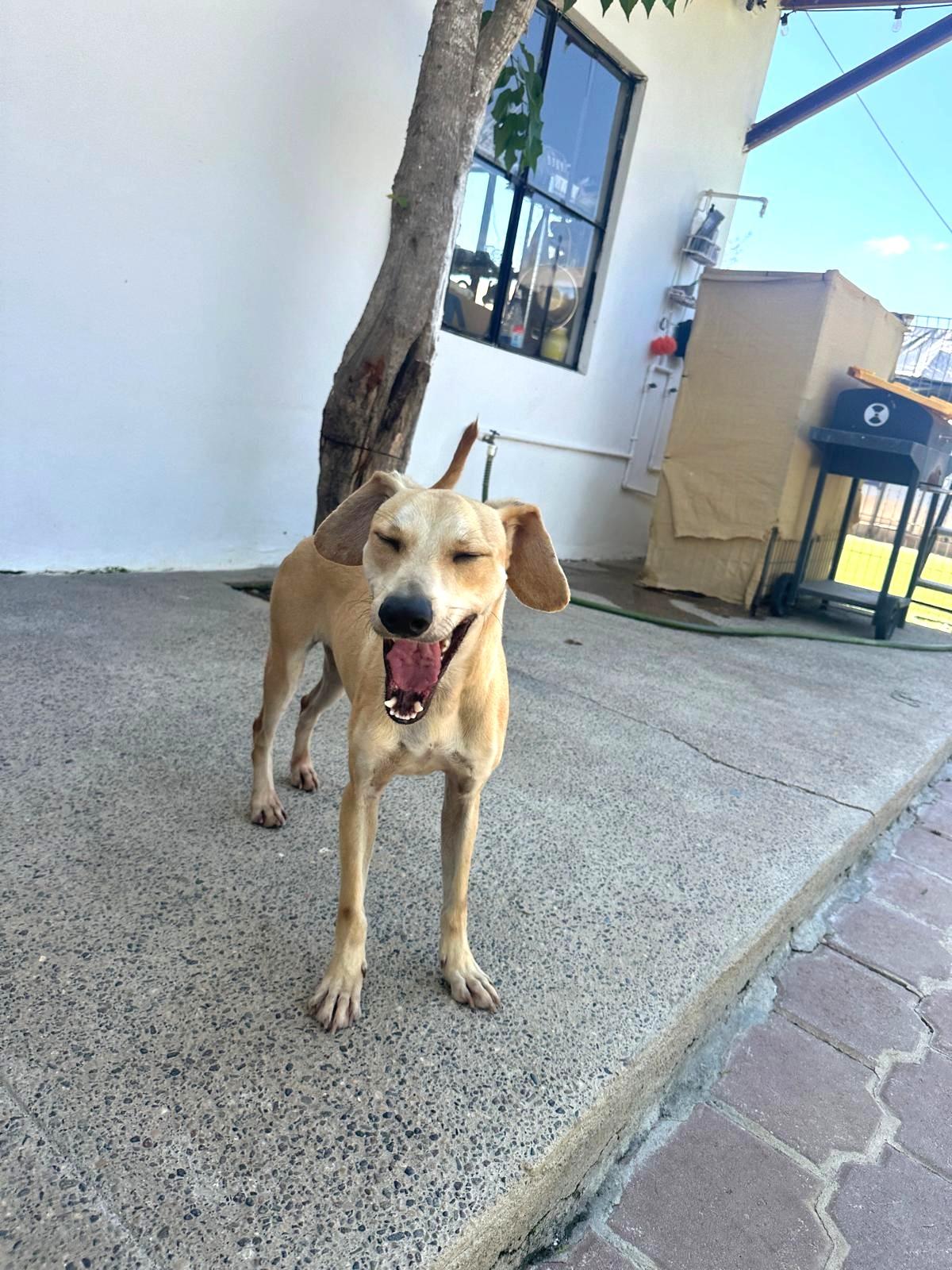 Enlarge Skippy, a Adoptable Mixed Breed in San Jose, CA image 4/6