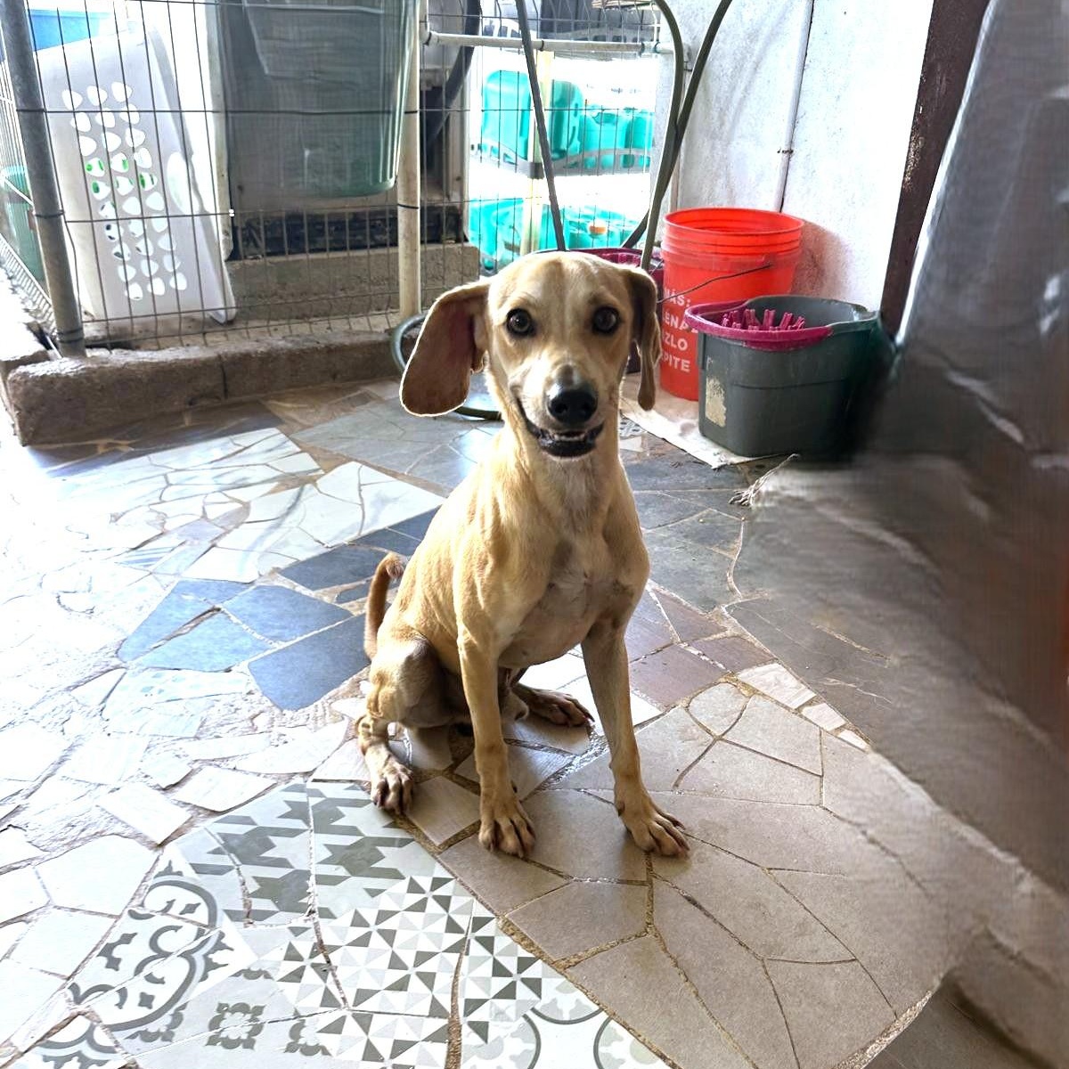 Enlarge Skippy, a Adoptable Mixed Breed in San Jose, CA image 2/6