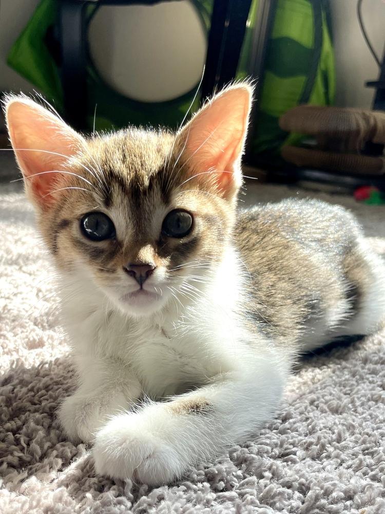 Corn Maze, Adoptable, Kitten Female Domestic Short Hair.