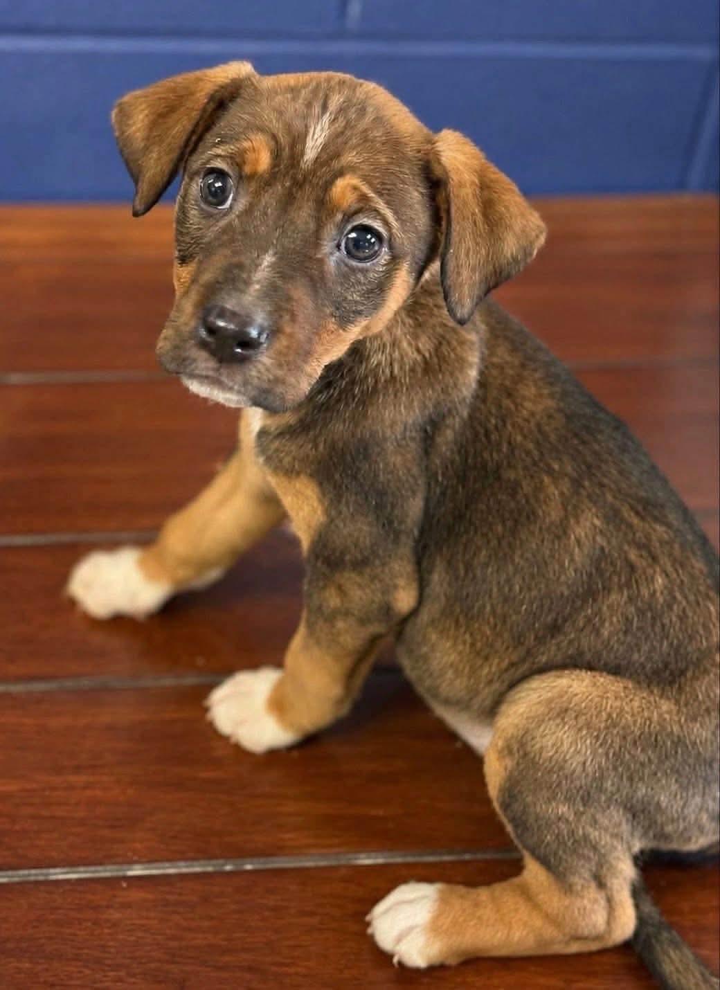 MAPLE, ADOPTABLE, Puppy Female Beagle.