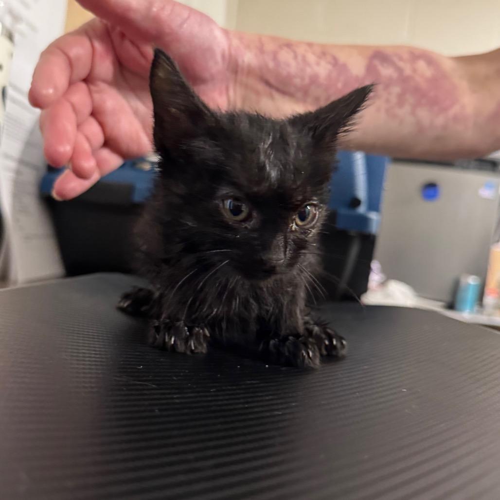 Golem, Adoptable, Kitten Male Domestic Medium Hair.