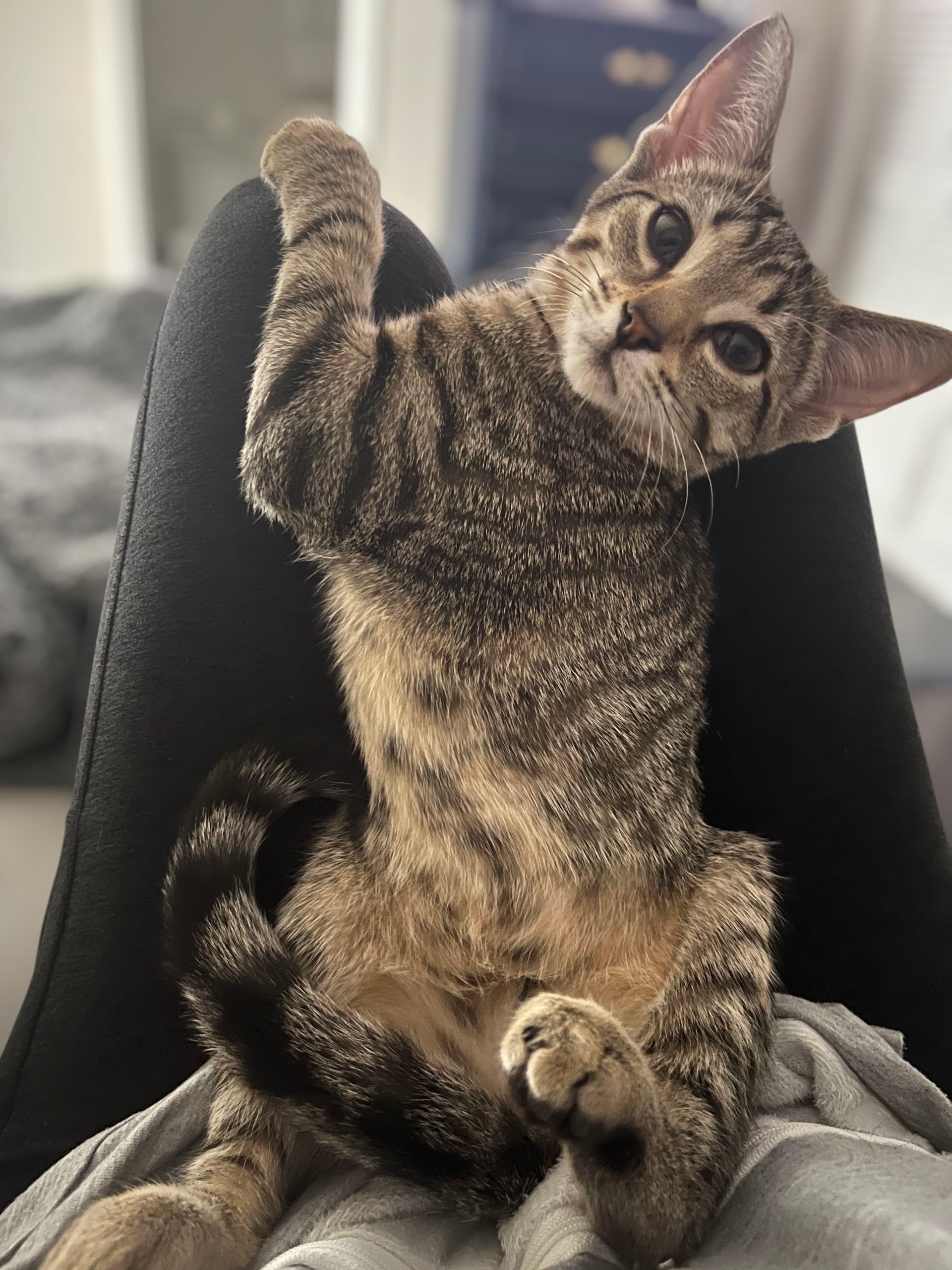 Olive, Adoptable, Kitten Female Domestic Short Hair.