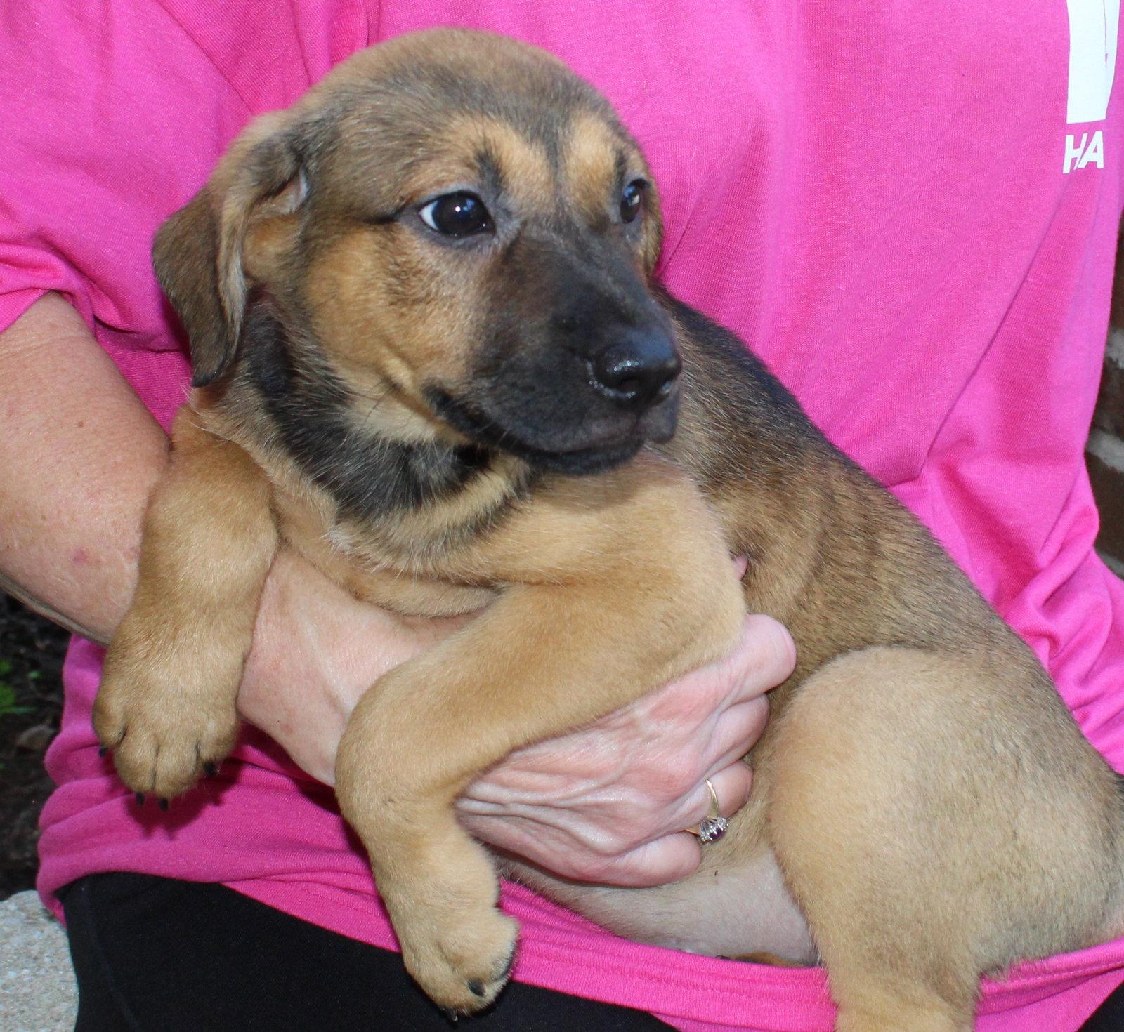 Enlarge Juno 44265, a Adoptable mixed breed in Prattville, AL image 1/3