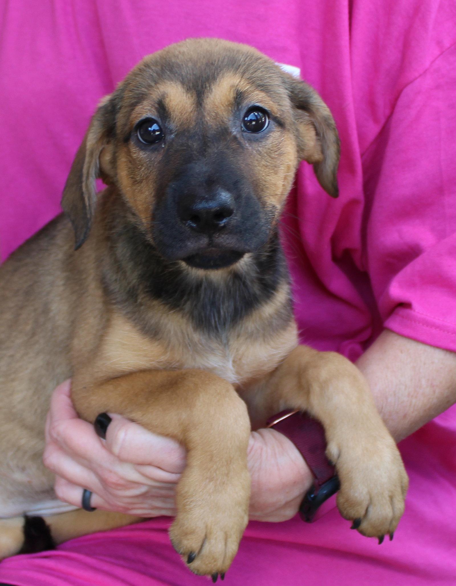 Enlarge Juno 44265, a Adoptable mixed breed in Prattville, AL image 2/3