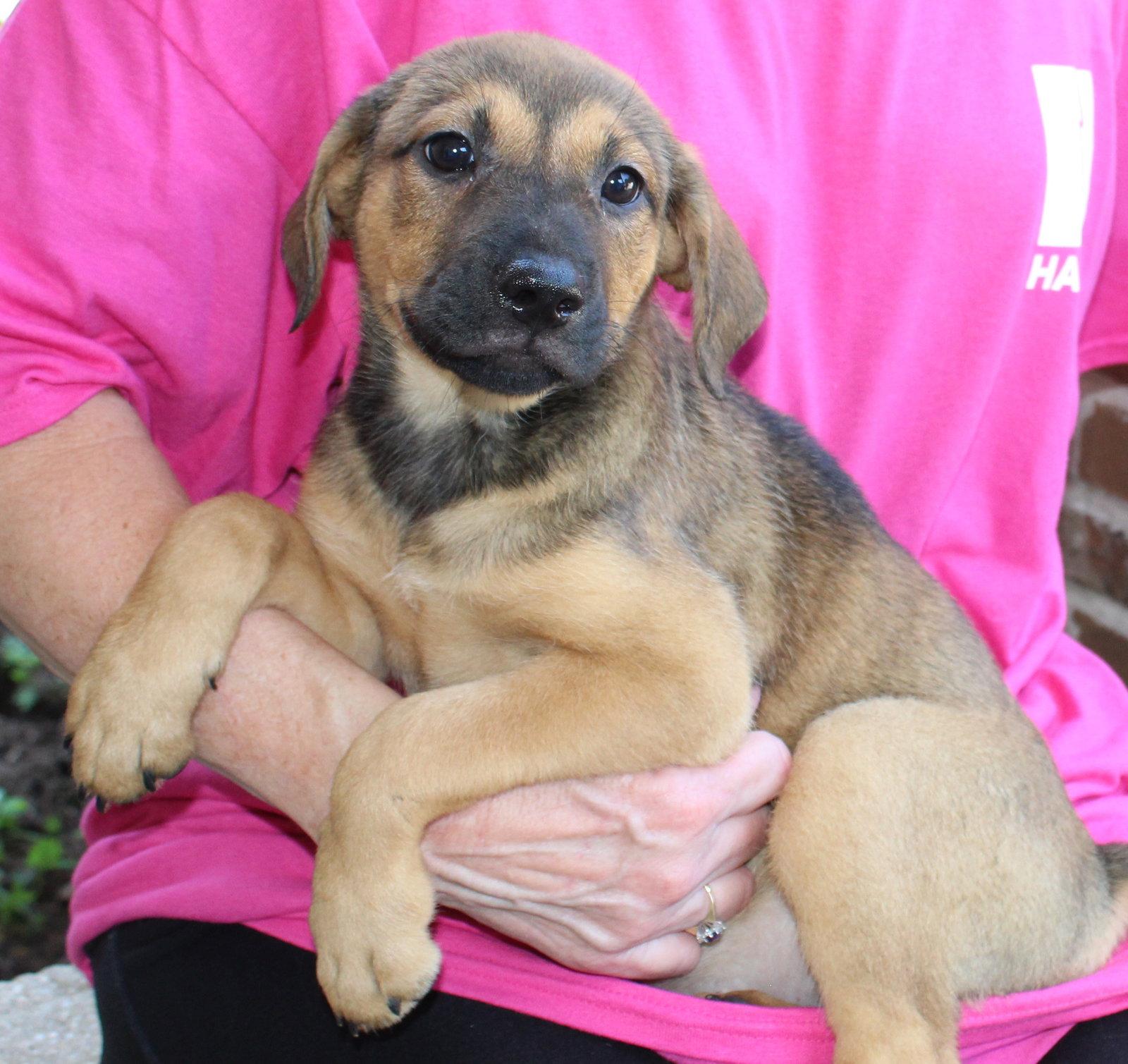 Enlarge Juno 44265, a Adoptable mixed breed in Prattville, AL image 3/3