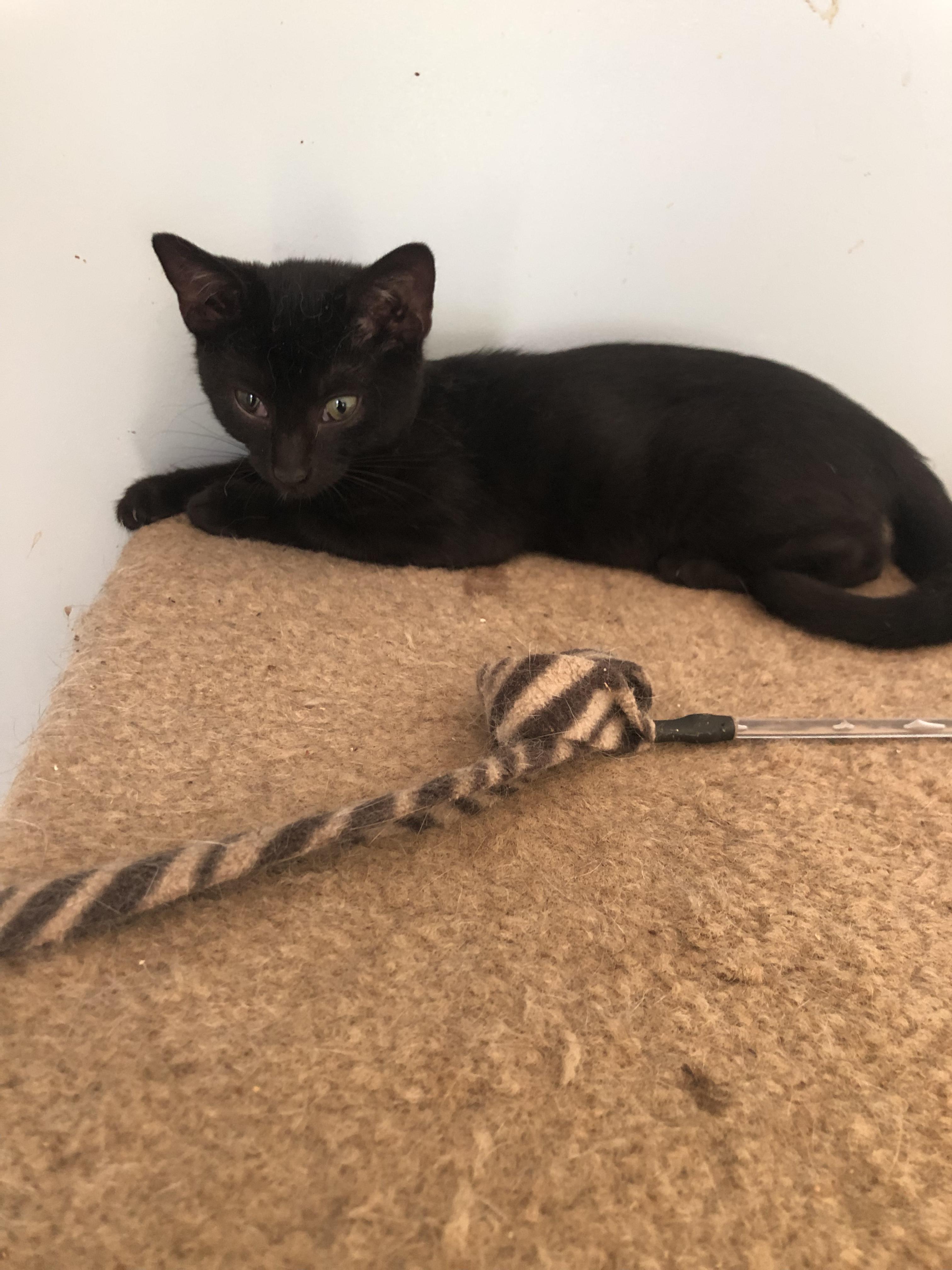 Reader - the superlative kitten comedian who forgets she's showing her tongue! photo 5