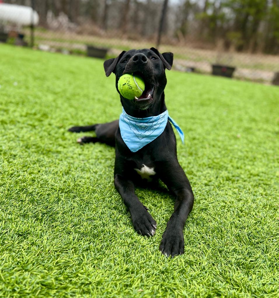 Enlarge Vinny, a Adoptable mixed breed in Ellijay, GA image 2/2