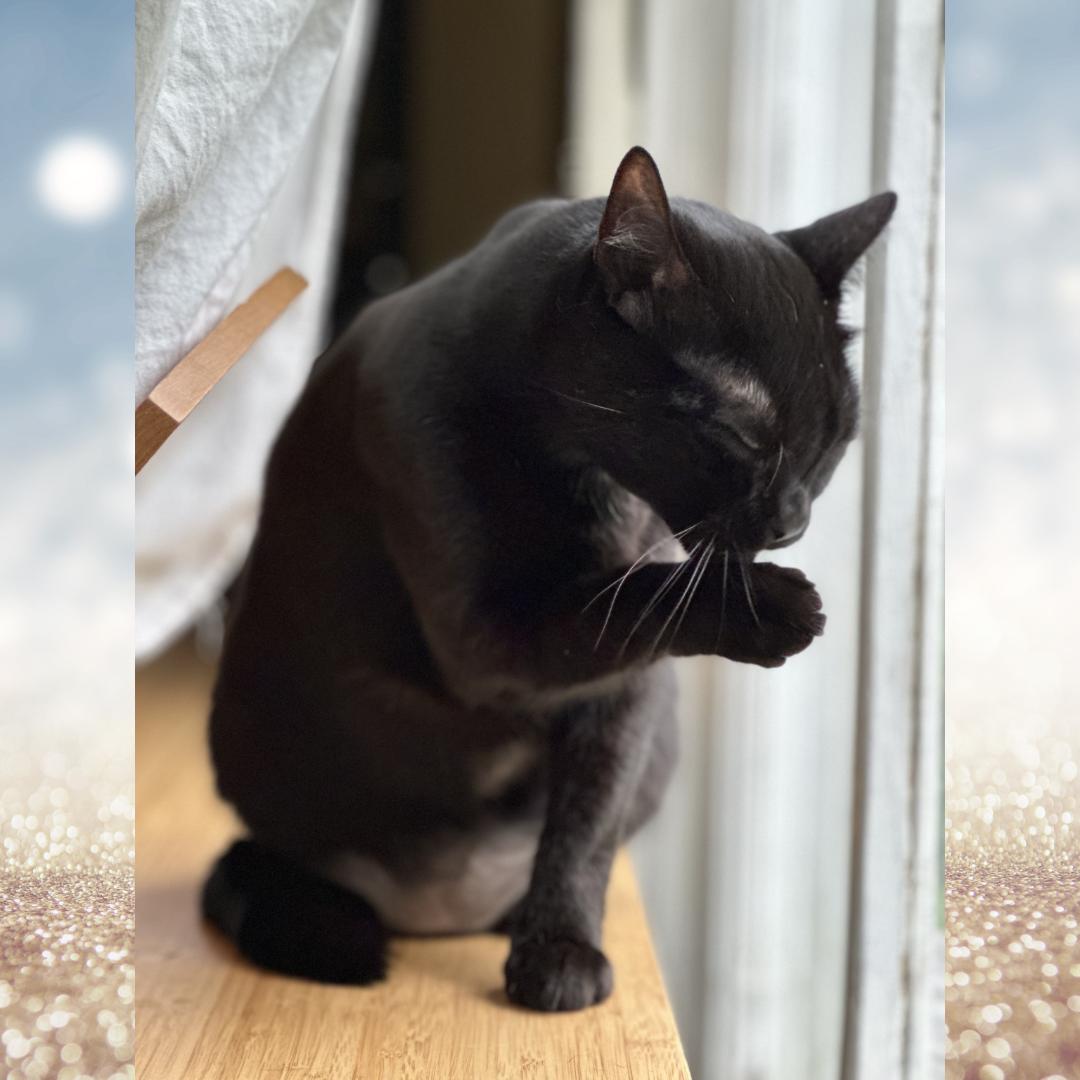 Lil' Bit (Jen's), a Adoptable Domestic Short Hair in Orange City, FL image 2/6