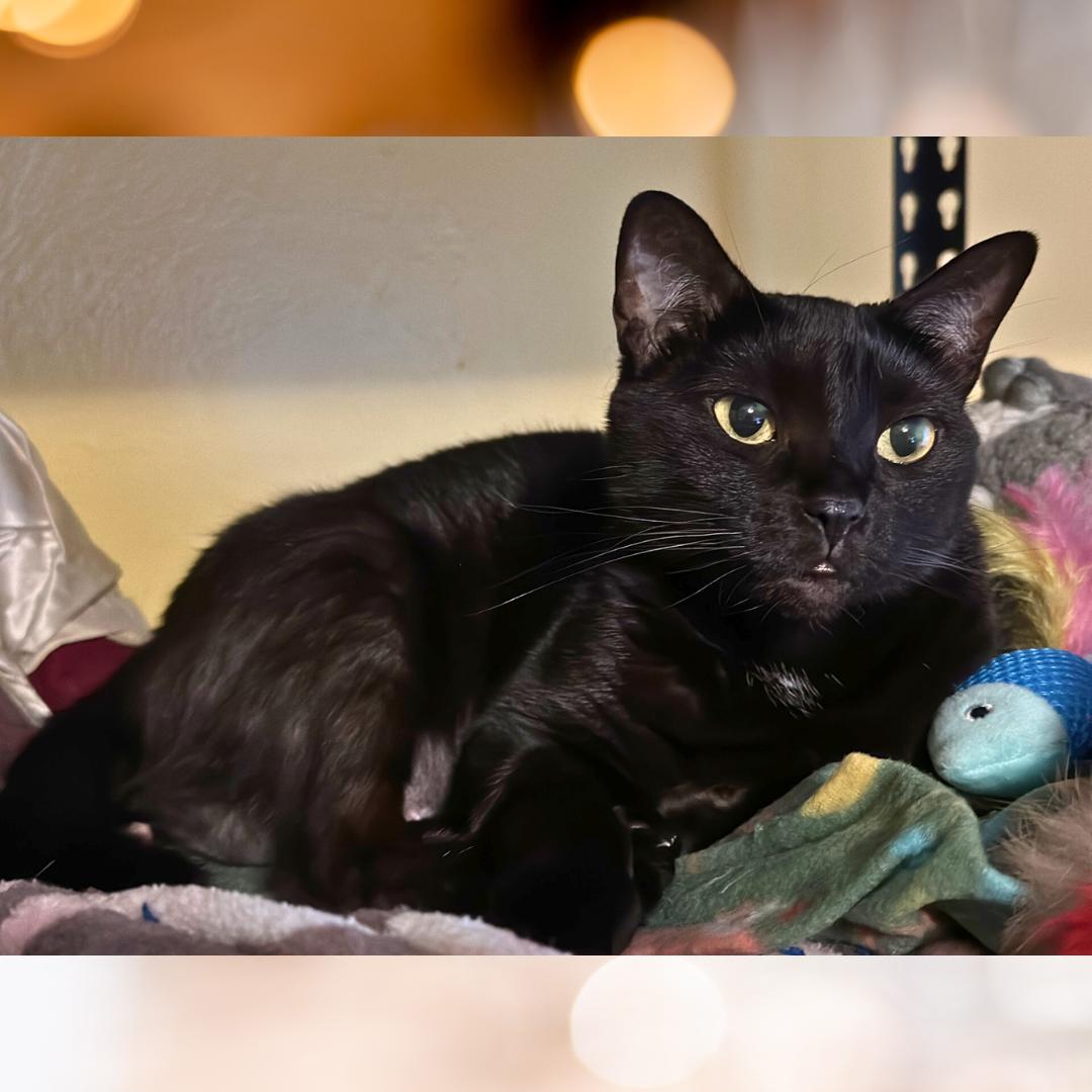 Lil' Bit (Jen's), a Adoptable Domestic Short Hair in Orange City, FL image 3/6