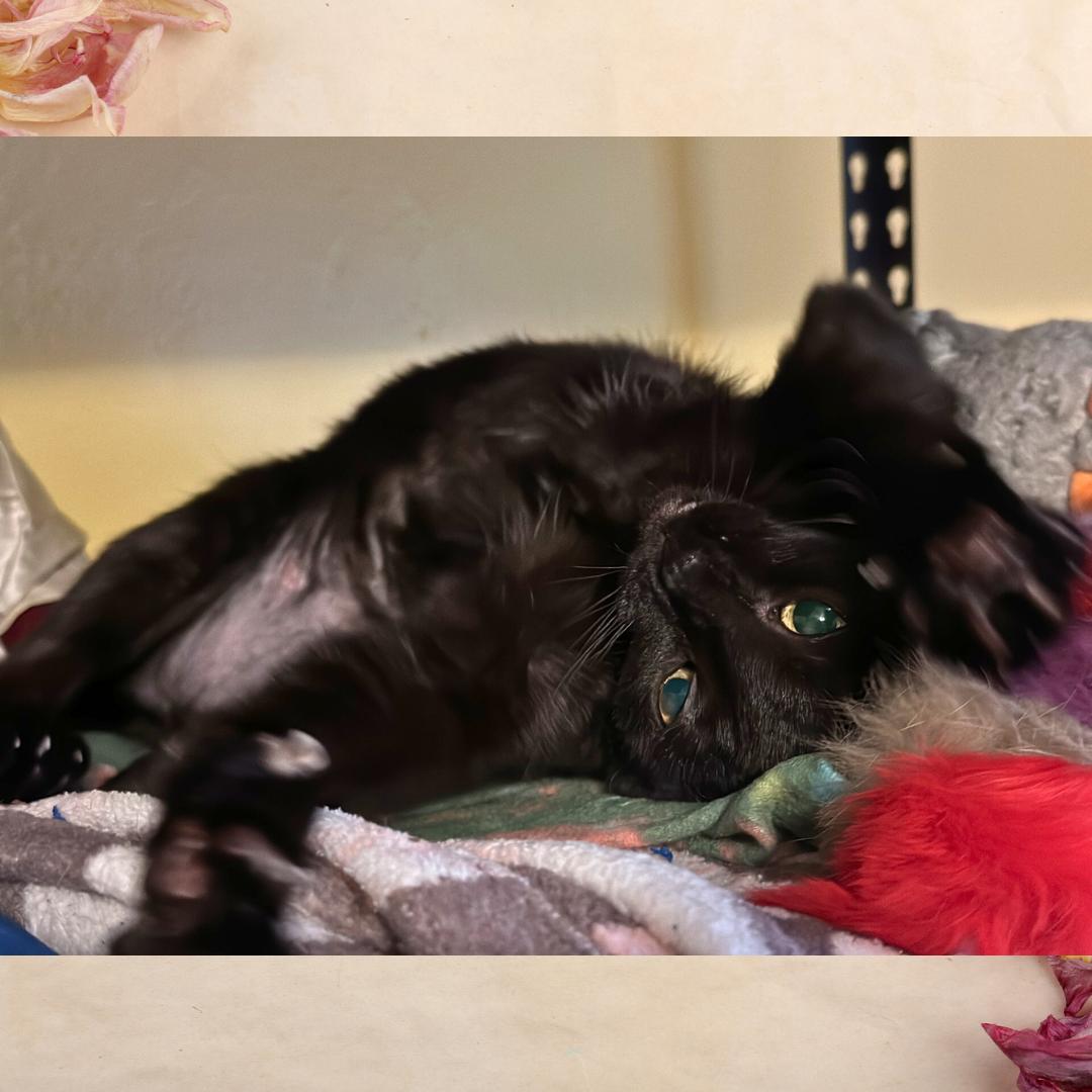 Lil' Bit (Jen's), a Adoptable Domestic Short Hair in Orange City, FL image 5/6