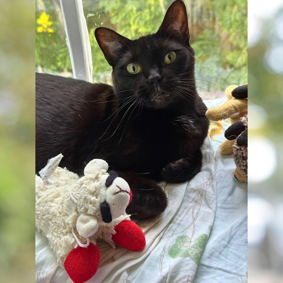 Lil' Bit (Jen's), a Adoptable Domestic Short Hair in Orange City, FL image 1/6