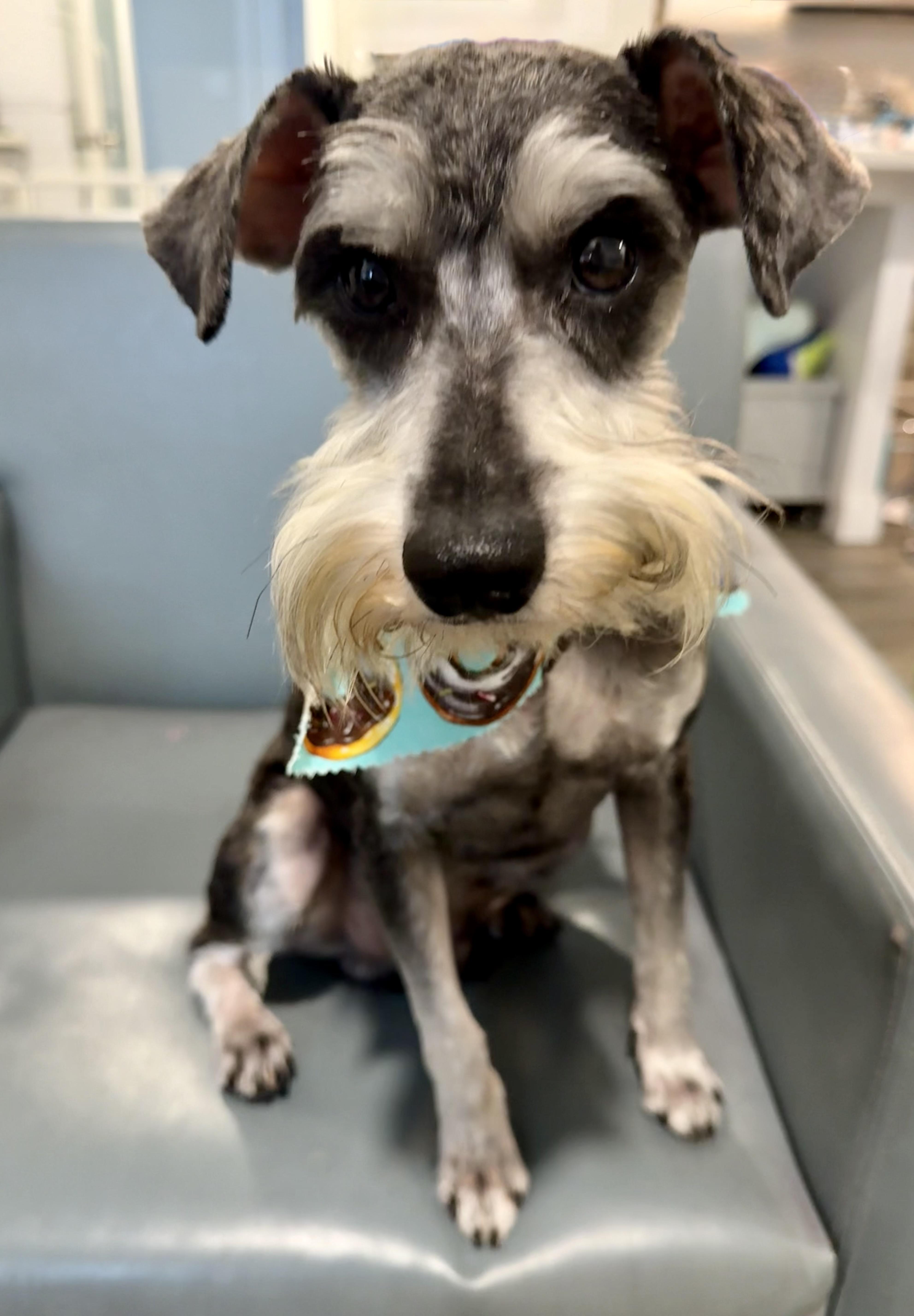 Henry the Schnauzer, a ADOPTABLE Schnauzer in Lockhart, TX image 5/5