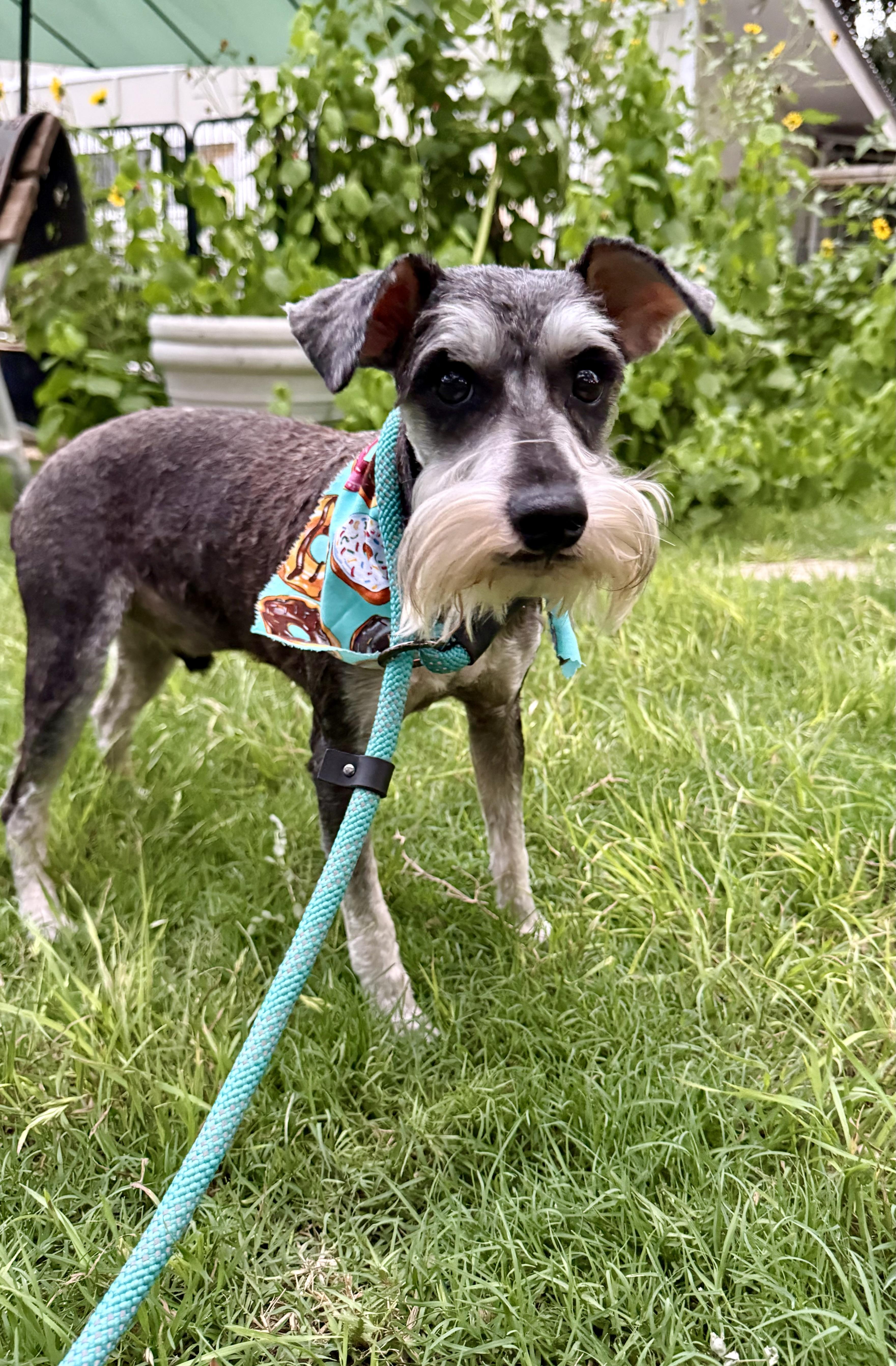 Henry the Schnauzer, a ADOPTABLE Schnauzer in Lockhart, TX image 3/5