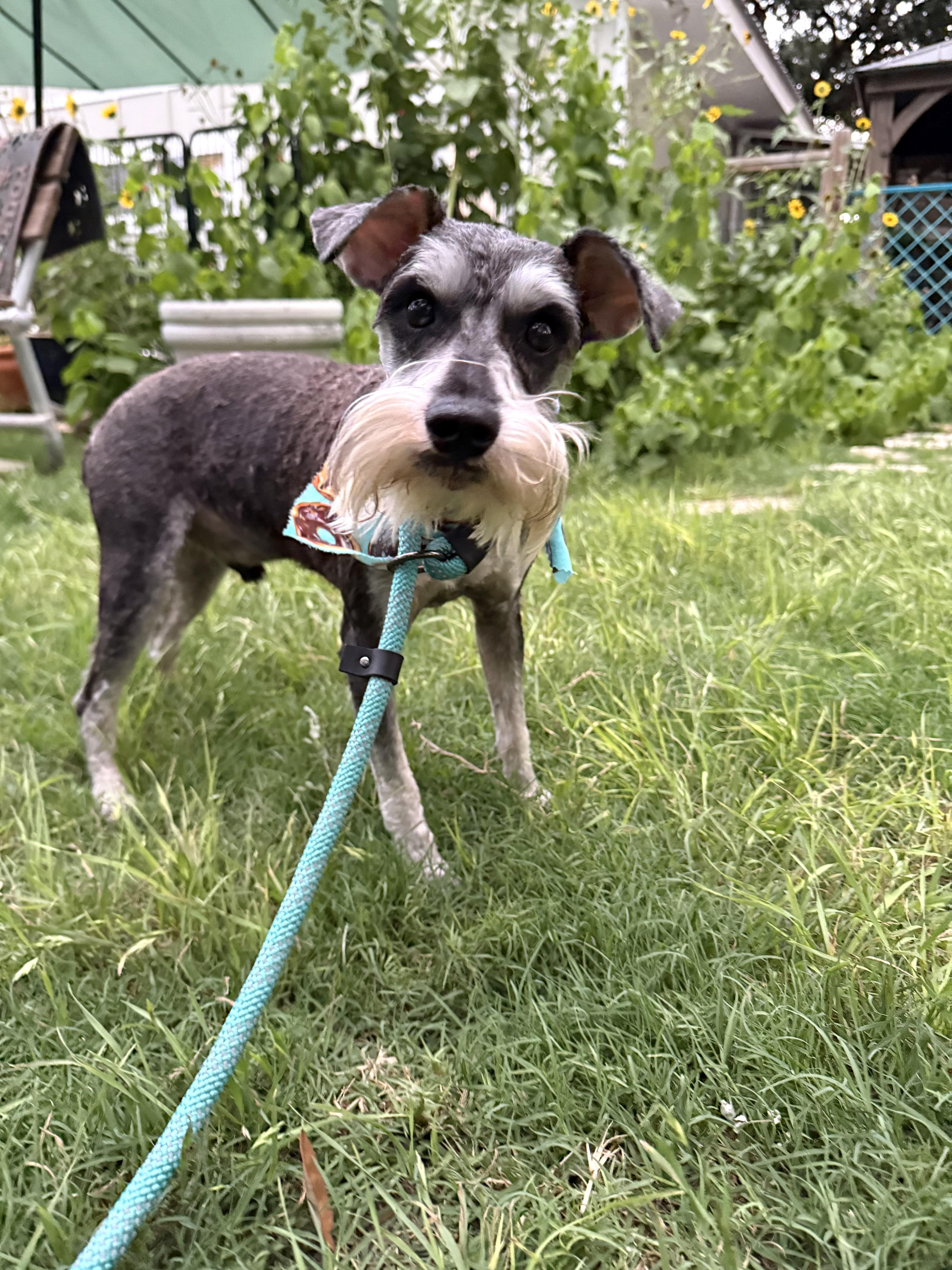 Henry the Schnauzer, ADOPTABLE, Young Male Schnauzer.