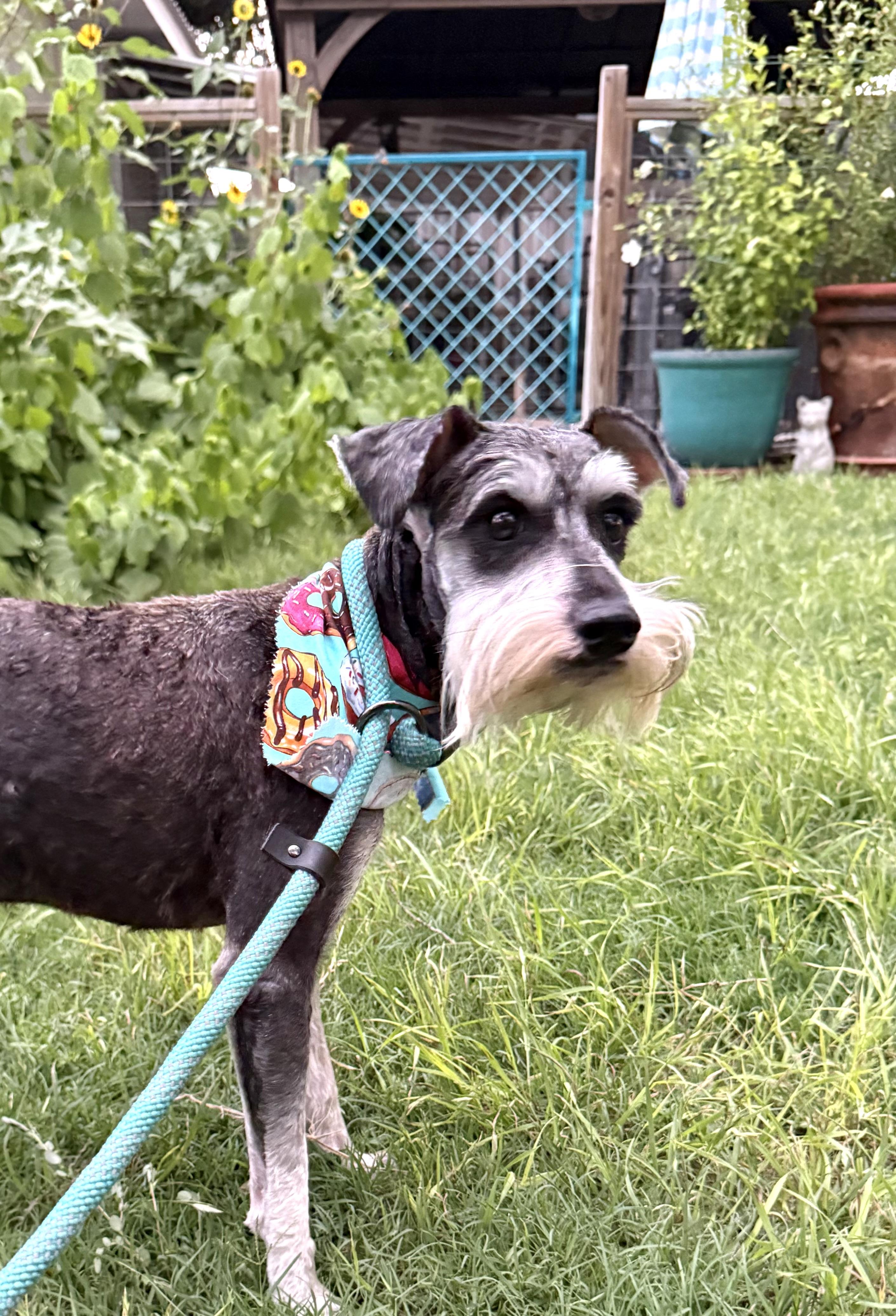 Henry the Schnauzer, a ADOPTABLE Schnauzer in Lockhart, TX image 2/5