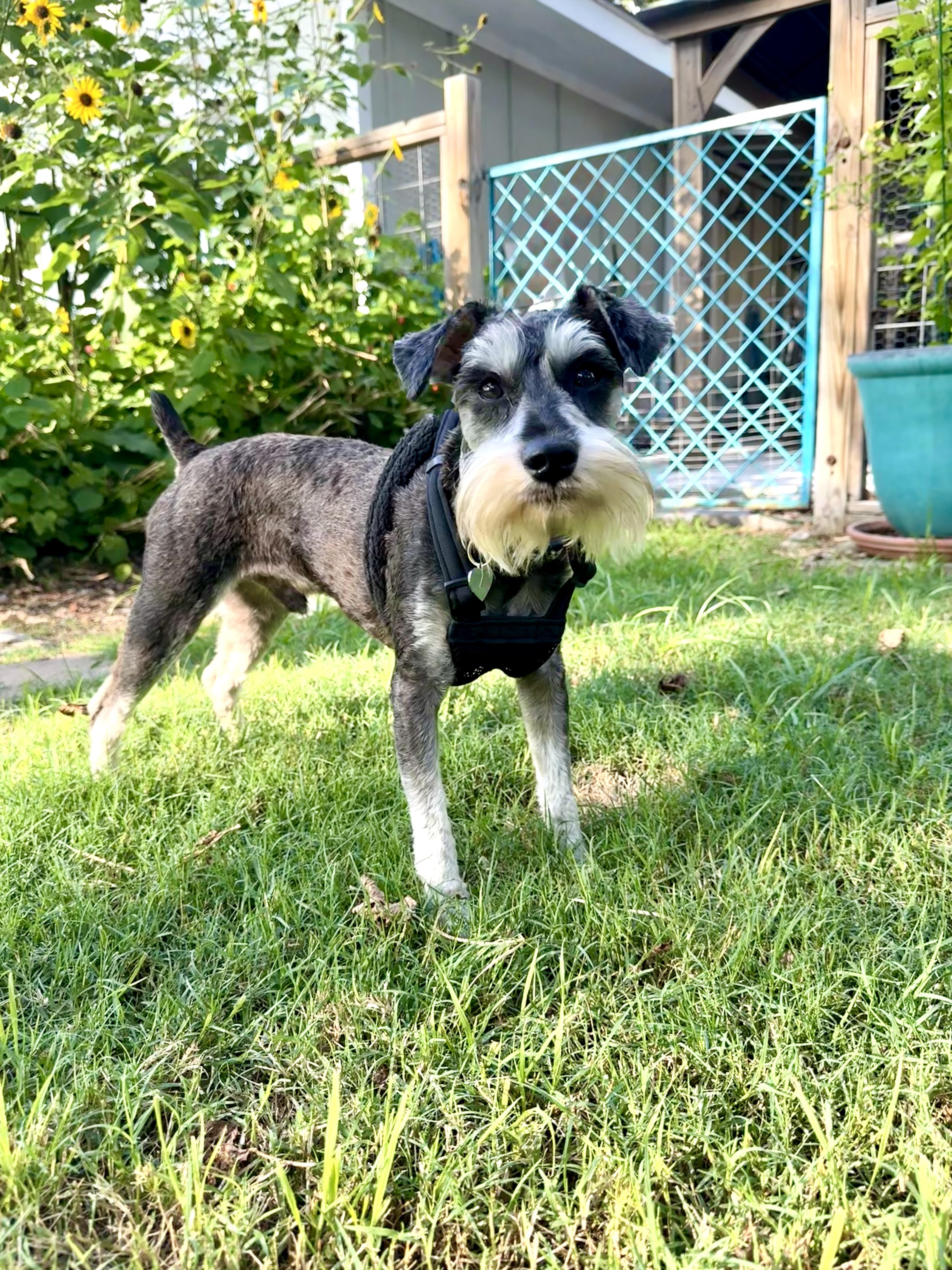 Henry the Schnauzer, an adopted Schnauzer in Lockhart, TX image 1/6
