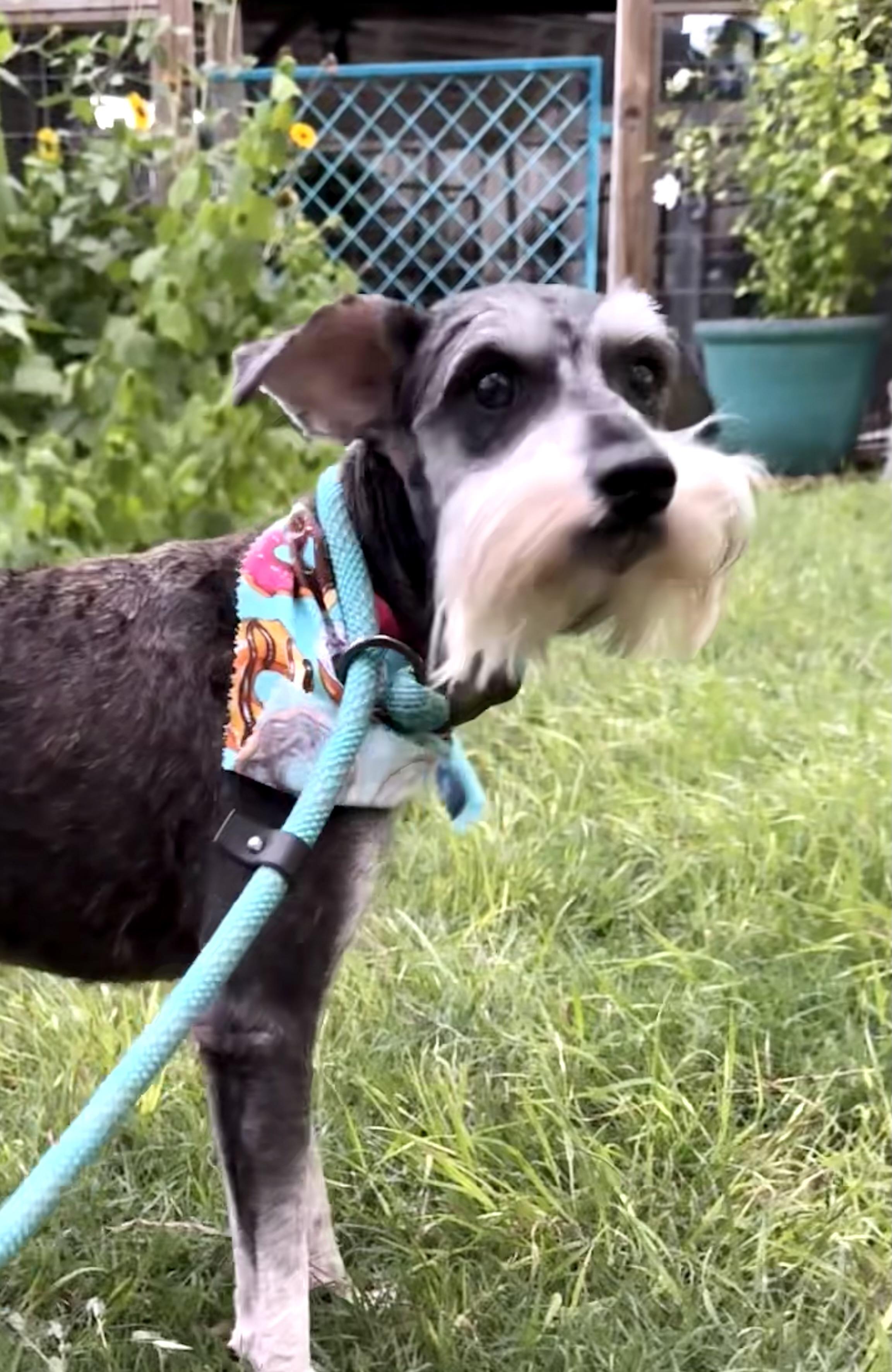 Henry the Schnauzer, a ADOPTABLE Schnauzer in Lockhart, TX image 4/5