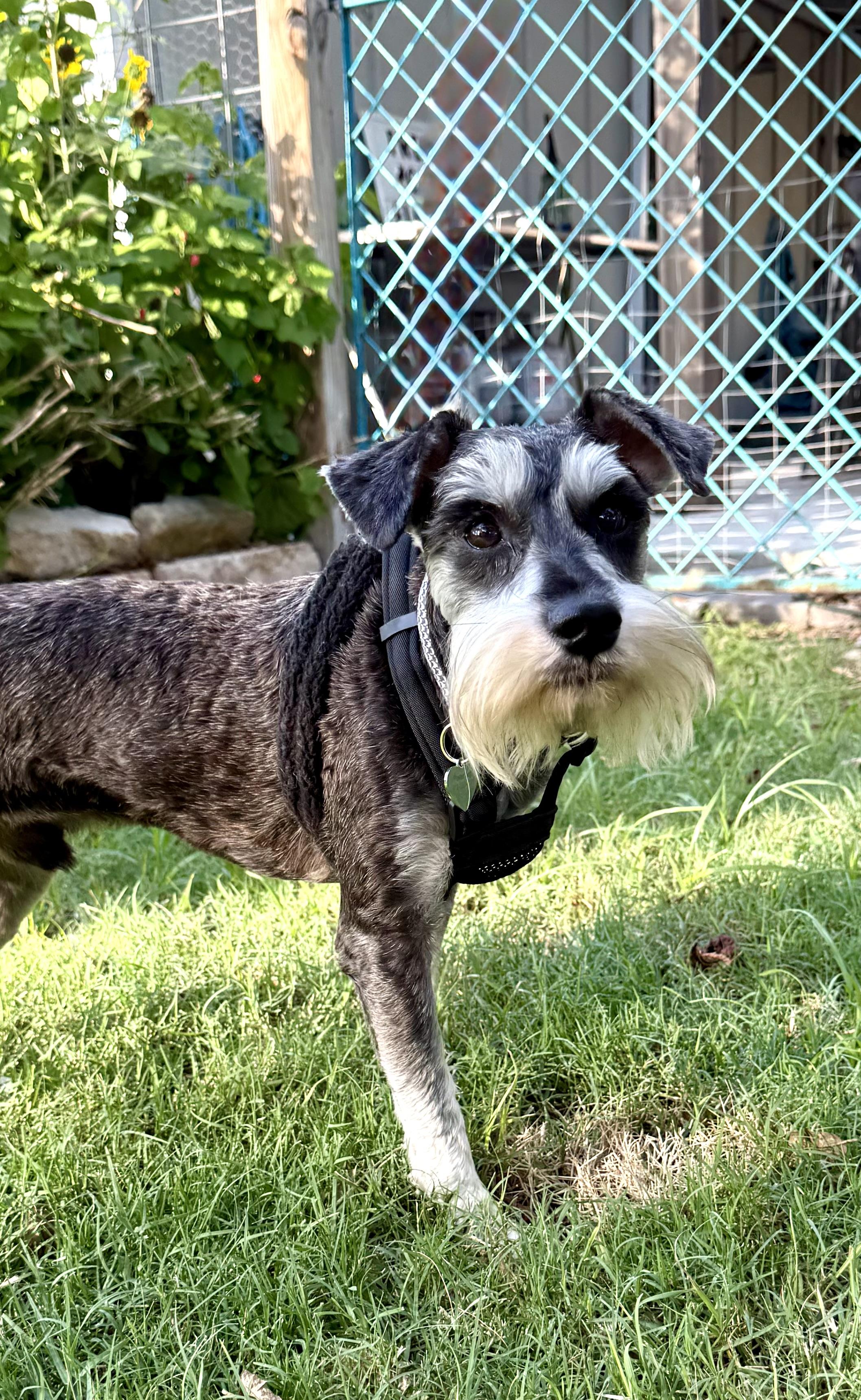 Henry the Schnauzer, an adopted Schnauzer in Lockhart, TX image 2/6