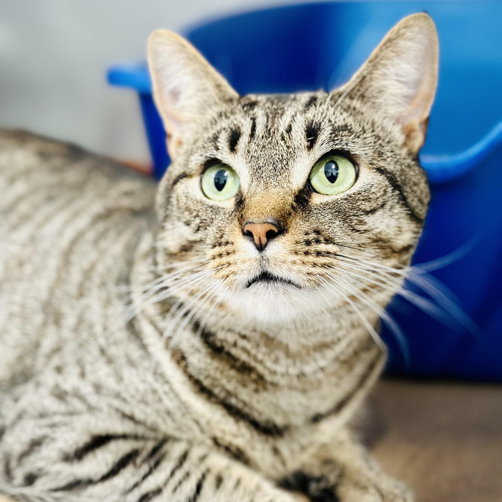 Bradley, ADOPTABLE, Adult Male Domestic Short Hair.