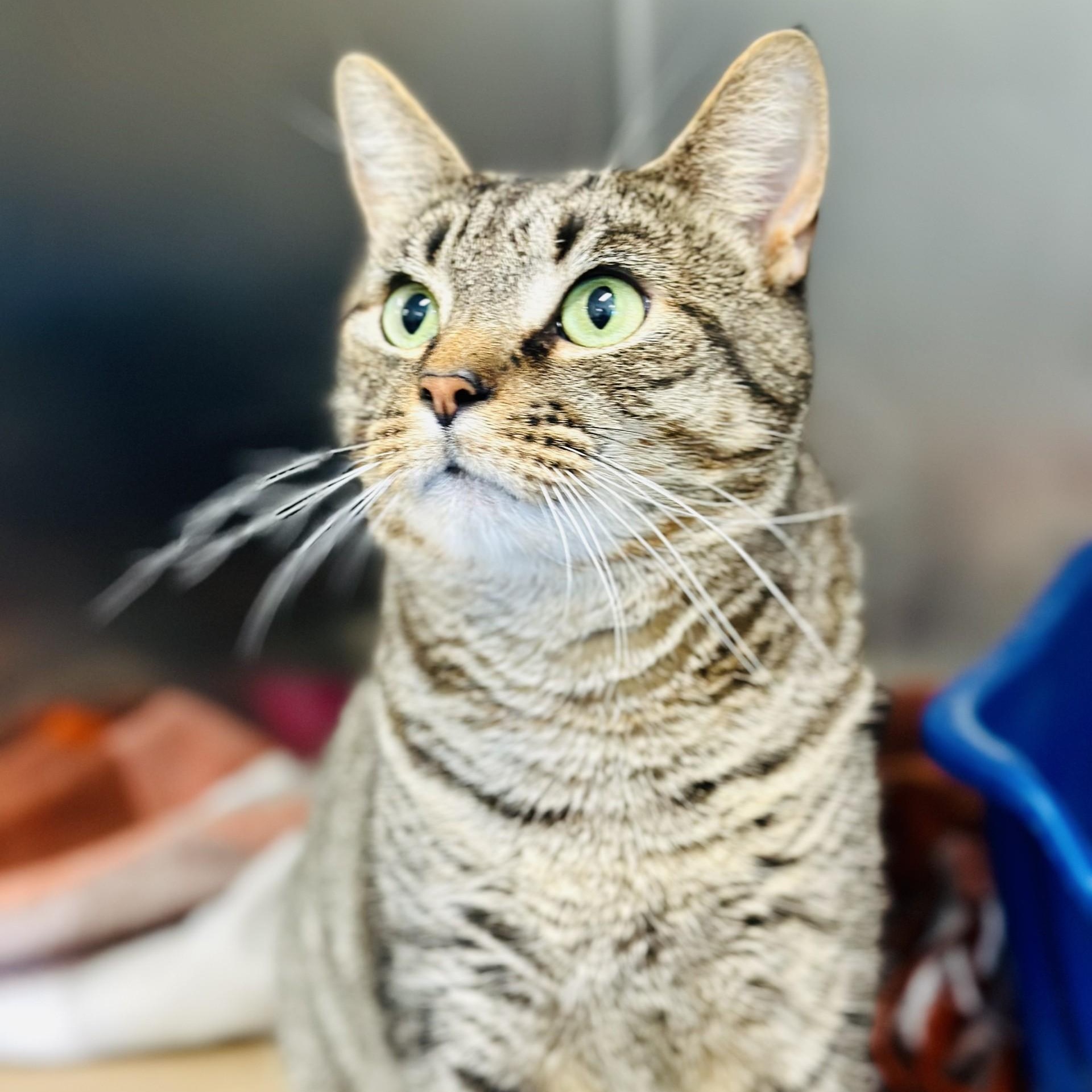 Bradley, a ADOPTABLE Domestic Short Hair in Jackson, NJ image 2/2