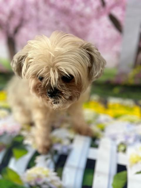 Mitsy