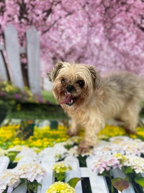Mitsy, Senior Female unknown