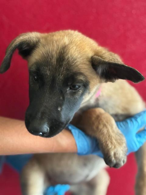 Enlarge A256324, a Adoptable mixed breed in Visalia, CA image 1/1