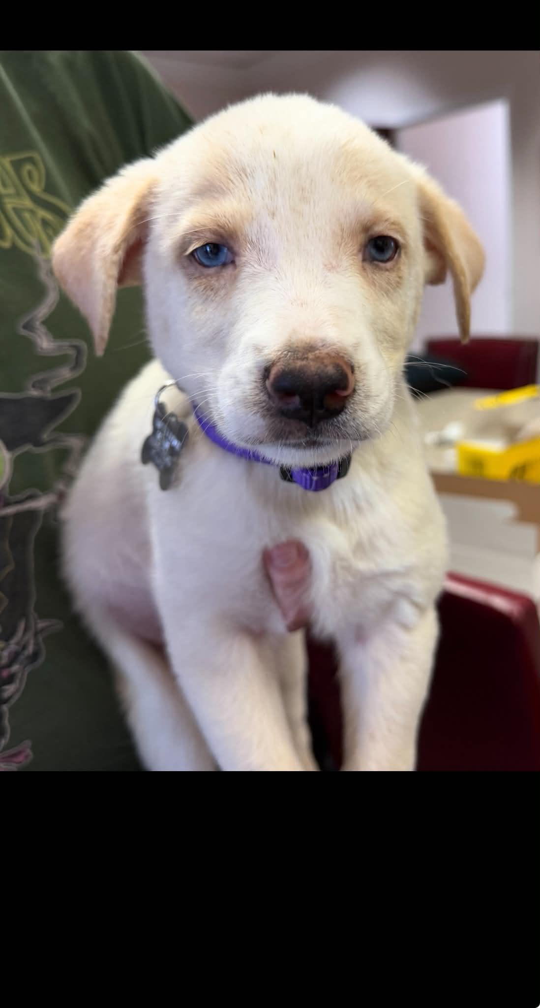 Warren - Carly Simon Litter photo