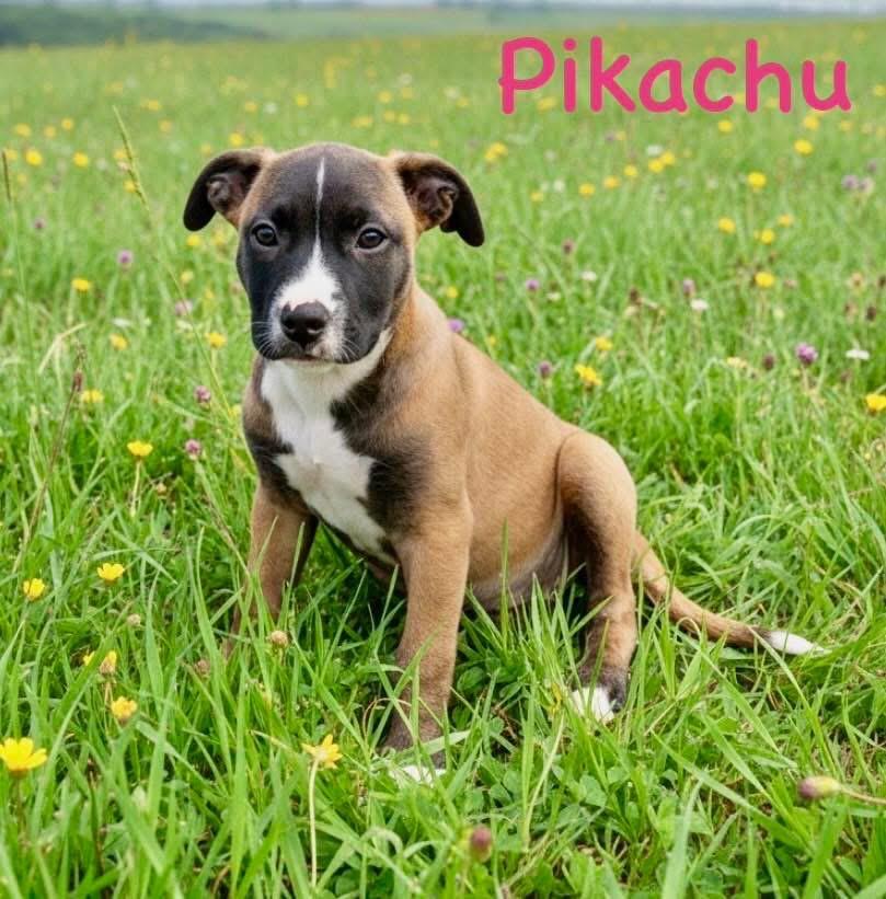 Pickachu, adopted, Puppy Female Terrier.