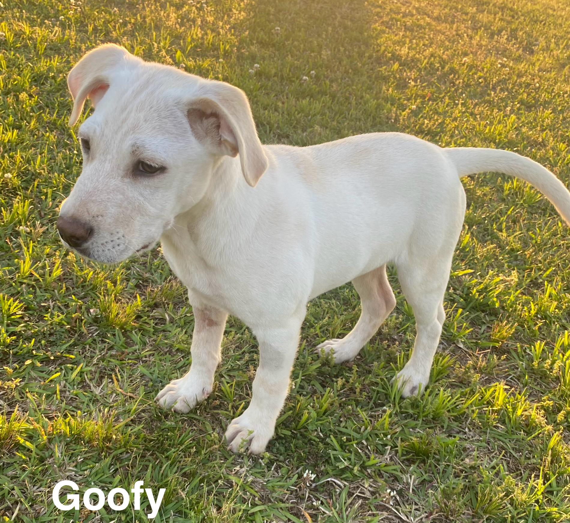 Enlarge Goofy, a Adoptable mixed breed in Uxbridge, MA image 2/3