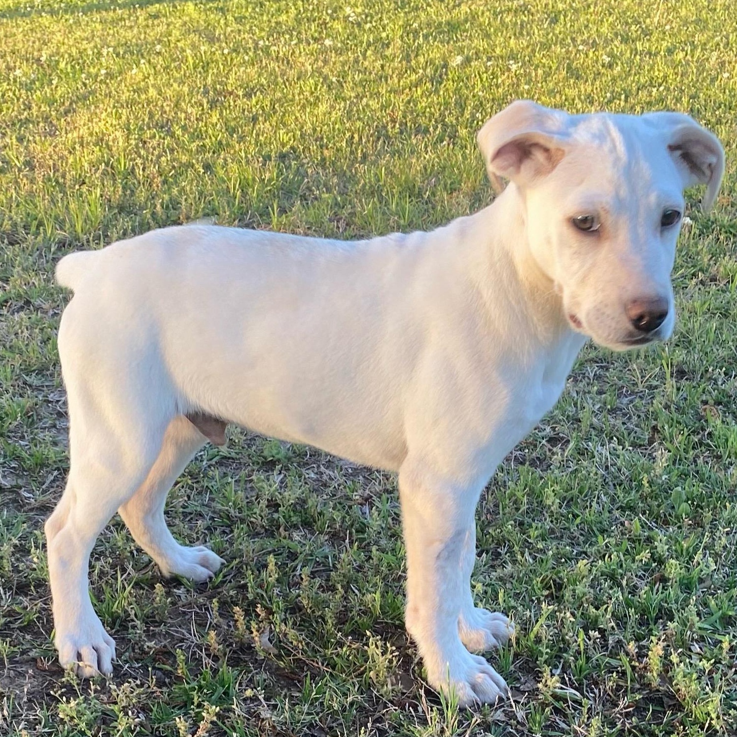 Goofy, Adoptable, Puppy Male Labrador Retriever & German Shorthaired Pointer.