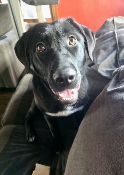 Enlarge Flora, a Adoptable mixed breed in Neenah, WI image 1/3