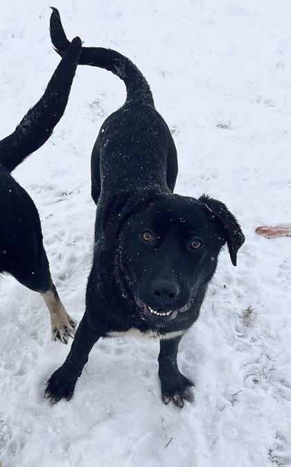 Enlarge Flora, a Adoptable mixed breed in Neenah, WI image 2/3