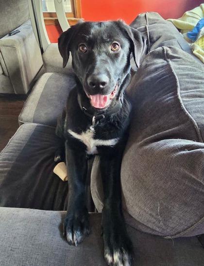 Enlarge Flora, a Adoptable mixed breed in Neenah, WI image 3/3