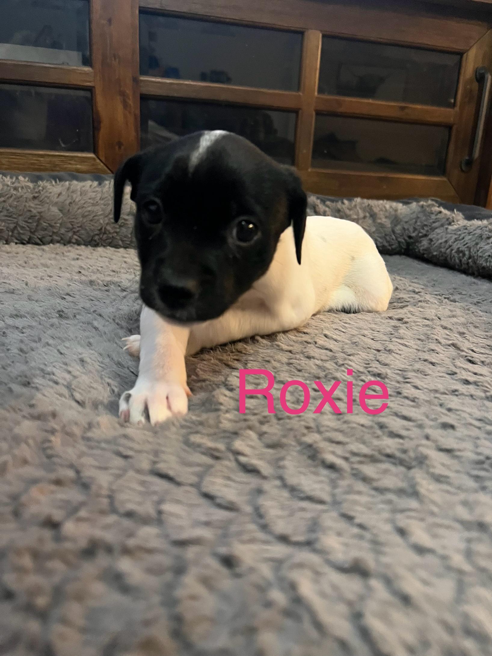 Roxie , adopted, Puppy Female Jack Russell Terrier & Mixed Breed.