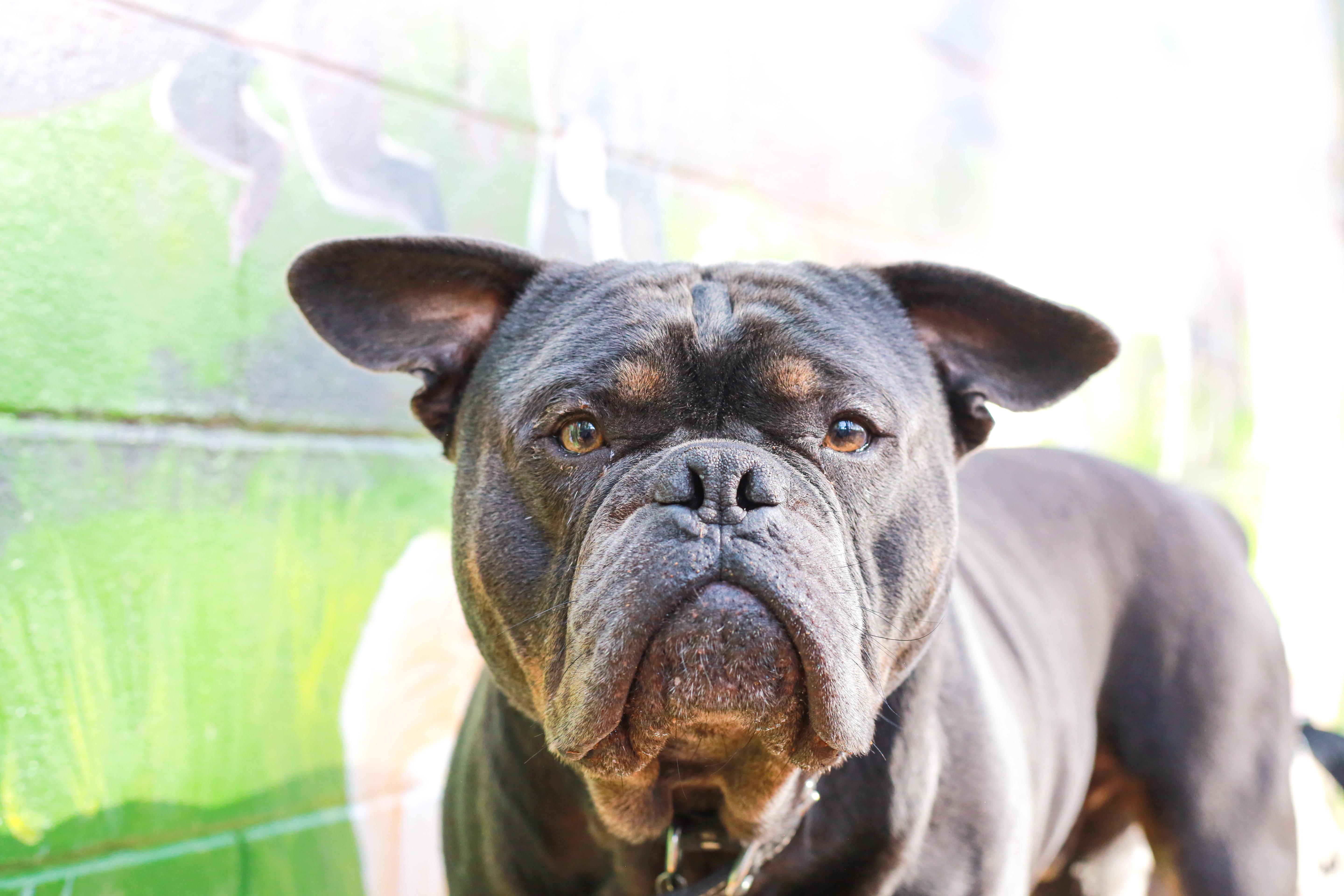 Enlarge Oscar, an adoptable mixed breed in Grass Valley, CA image 1/4
