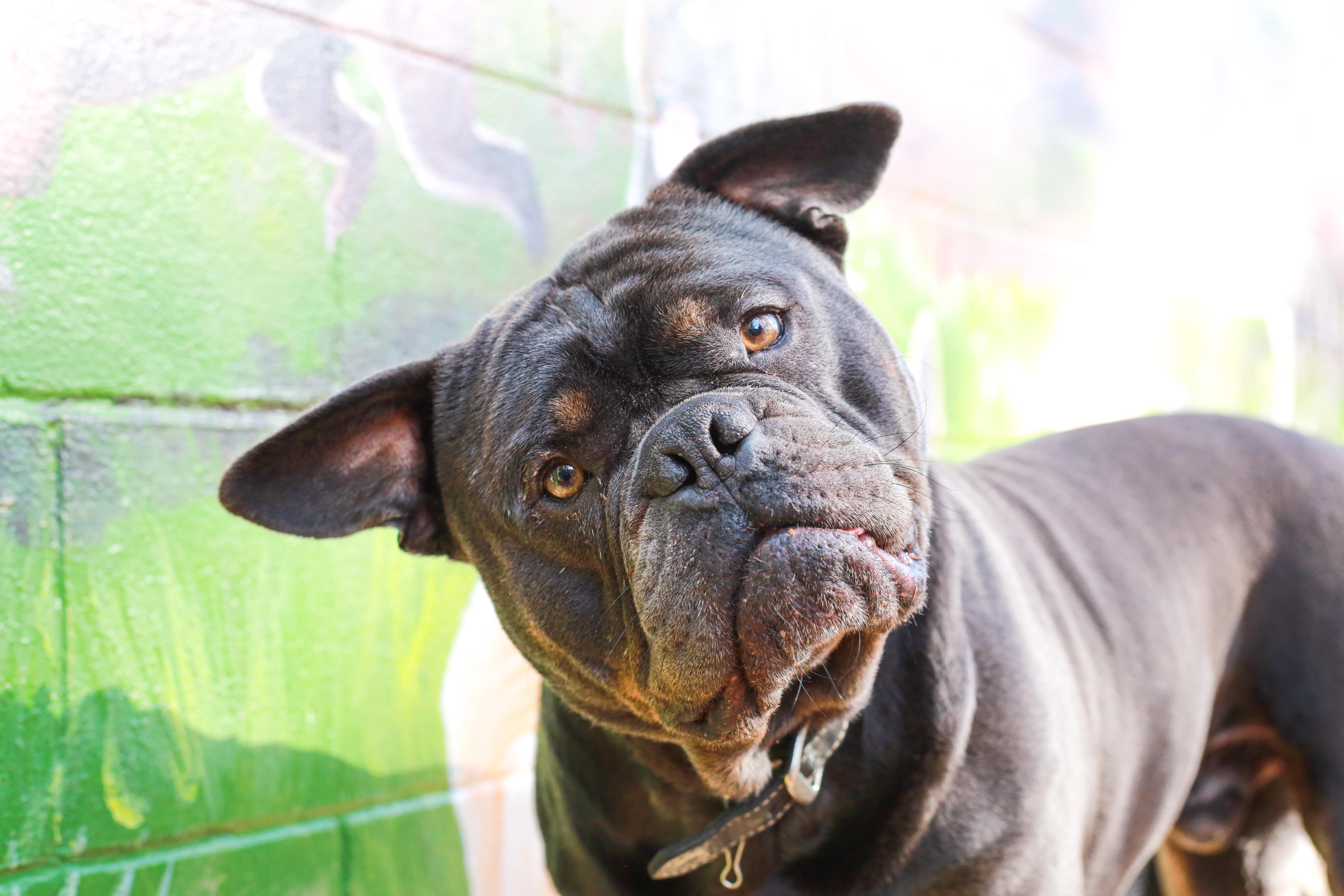 Enlarge Oscar, an adoptable mixed breed in Grass Valley, CA image 4/4