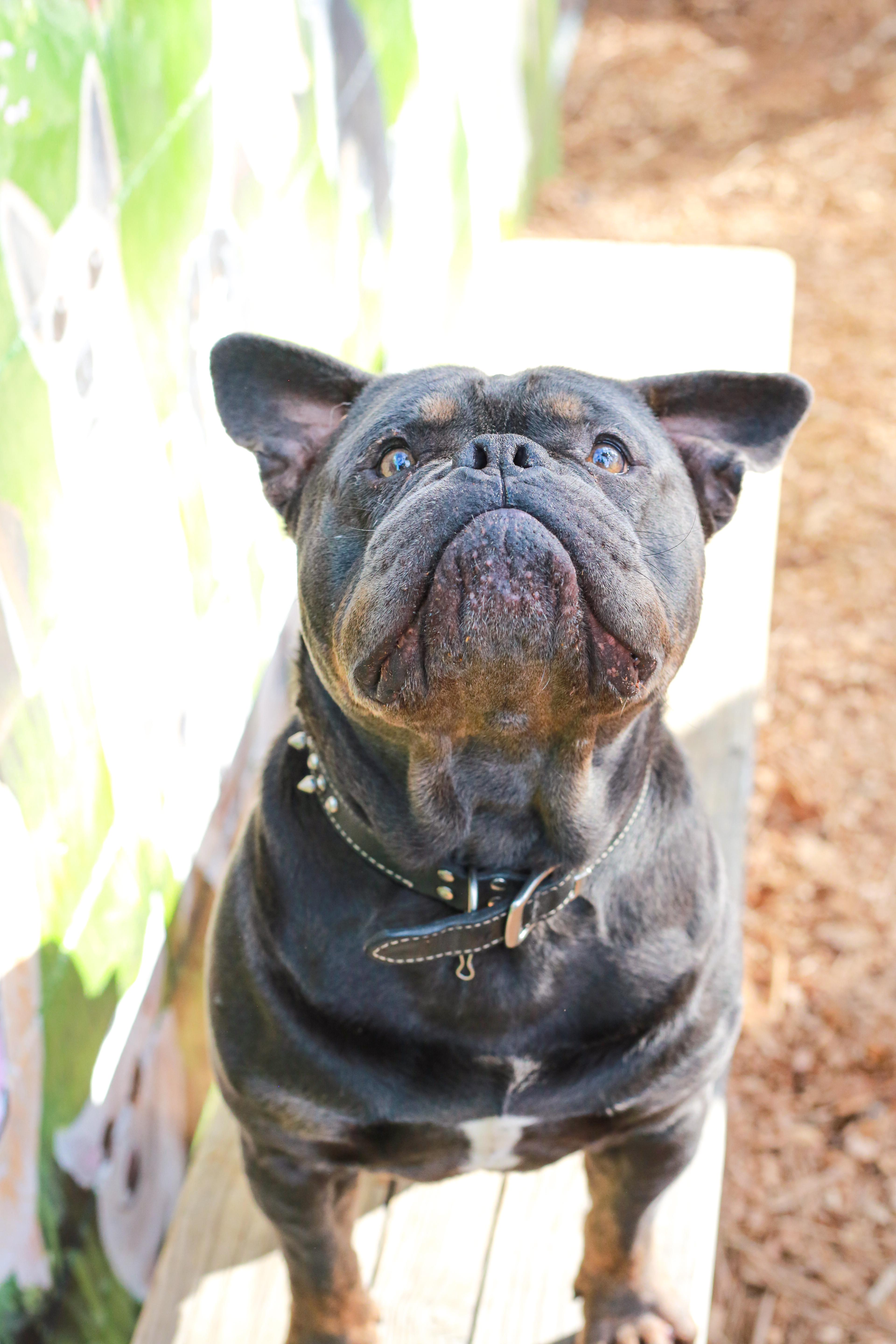 Enlarge Oscar, an adoptable mixed breed in Grass Valley, CA image 3/4