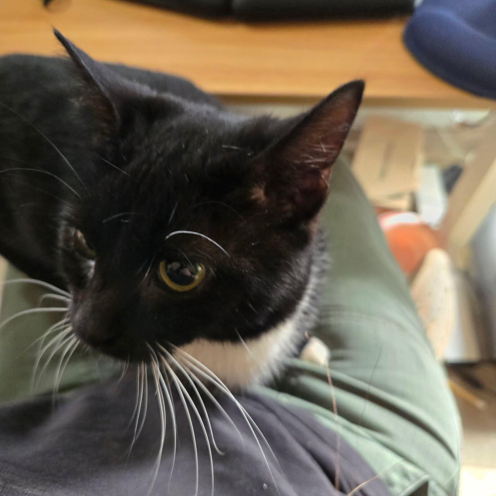 Molly, Adoptable, Kitten Female Domestic Short Hair.