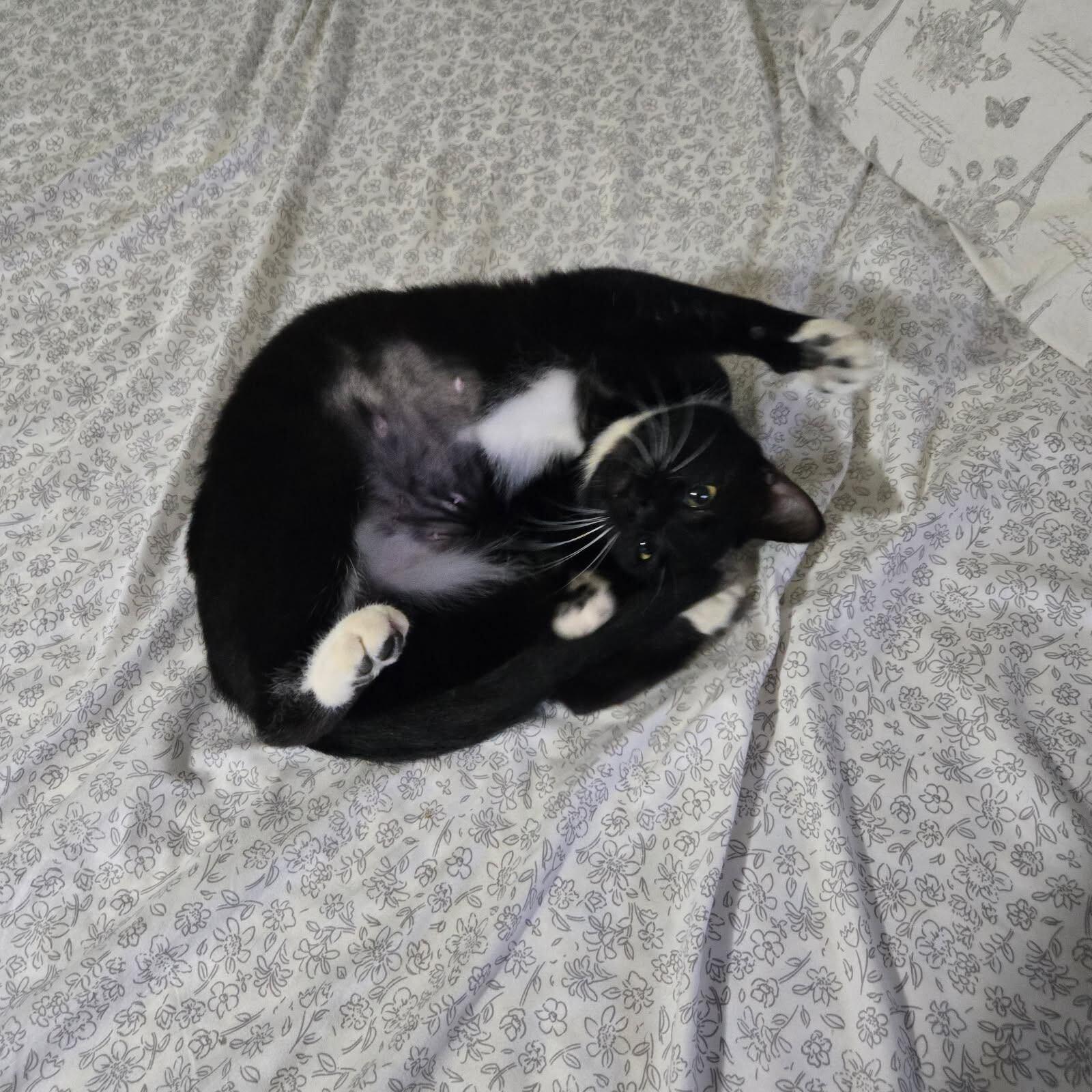 Enlarge Molly, a Adoptable Domestic Short Hair in Waltham, MA image 2/5