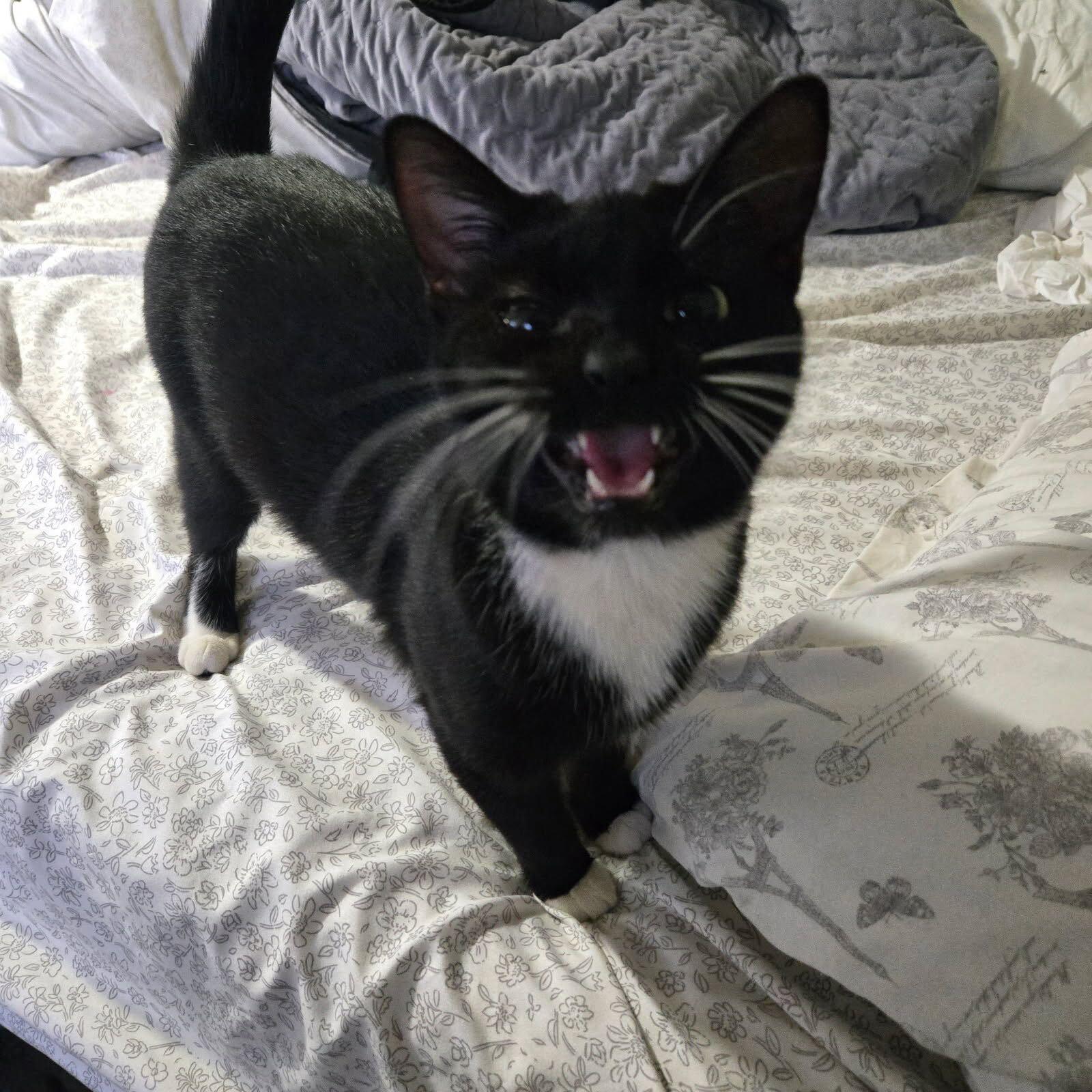 Enlarge Molly, a Adoptable Domestic Short Hair in Waltham, MA image 3/5