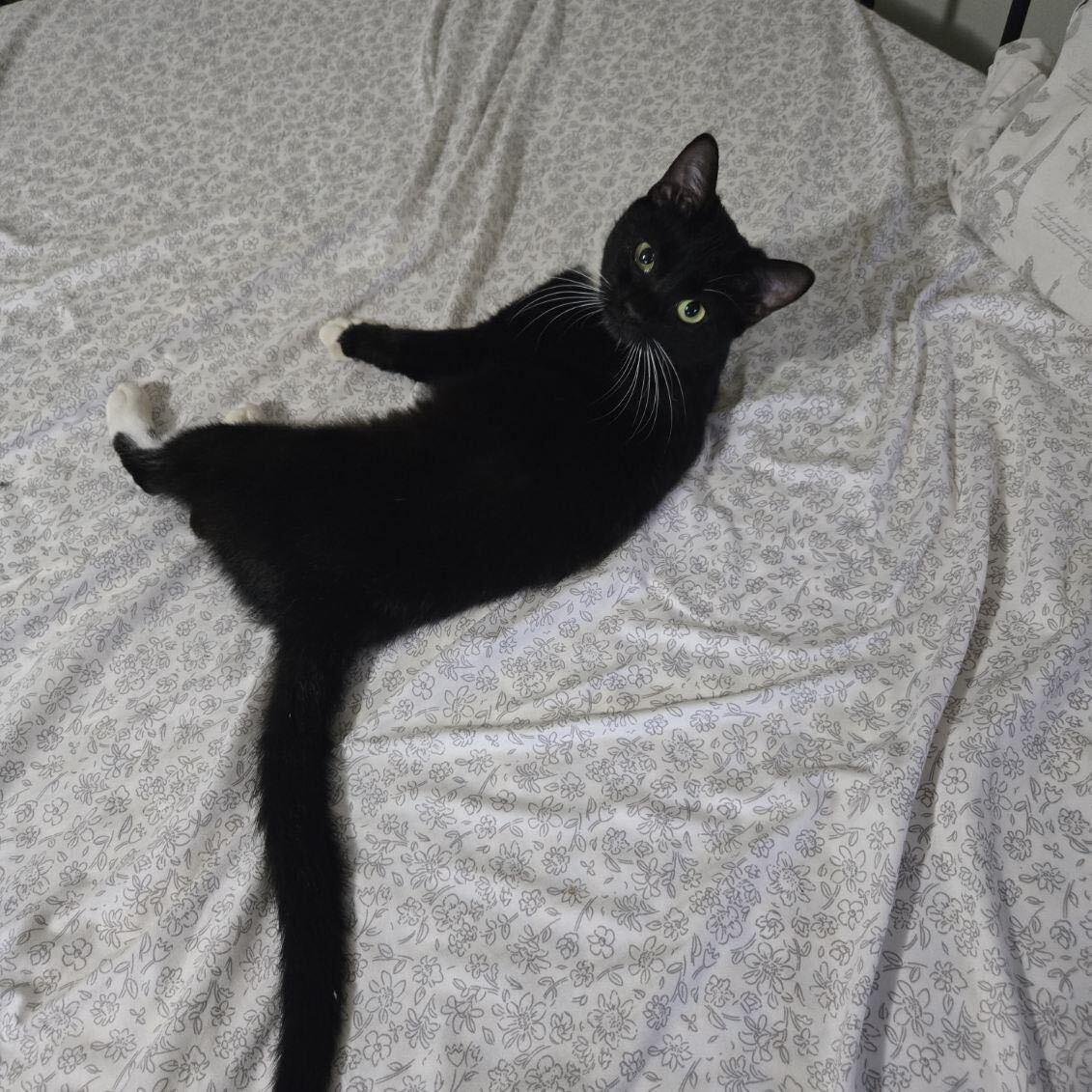 Enlarge Molly, a Adoptable Domestic Short Hair in Waltham, MA image 4/5