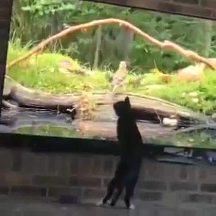 Enlarge Molly, a Adoptable Domestic Short Hair in Waltham, MA video 5/5