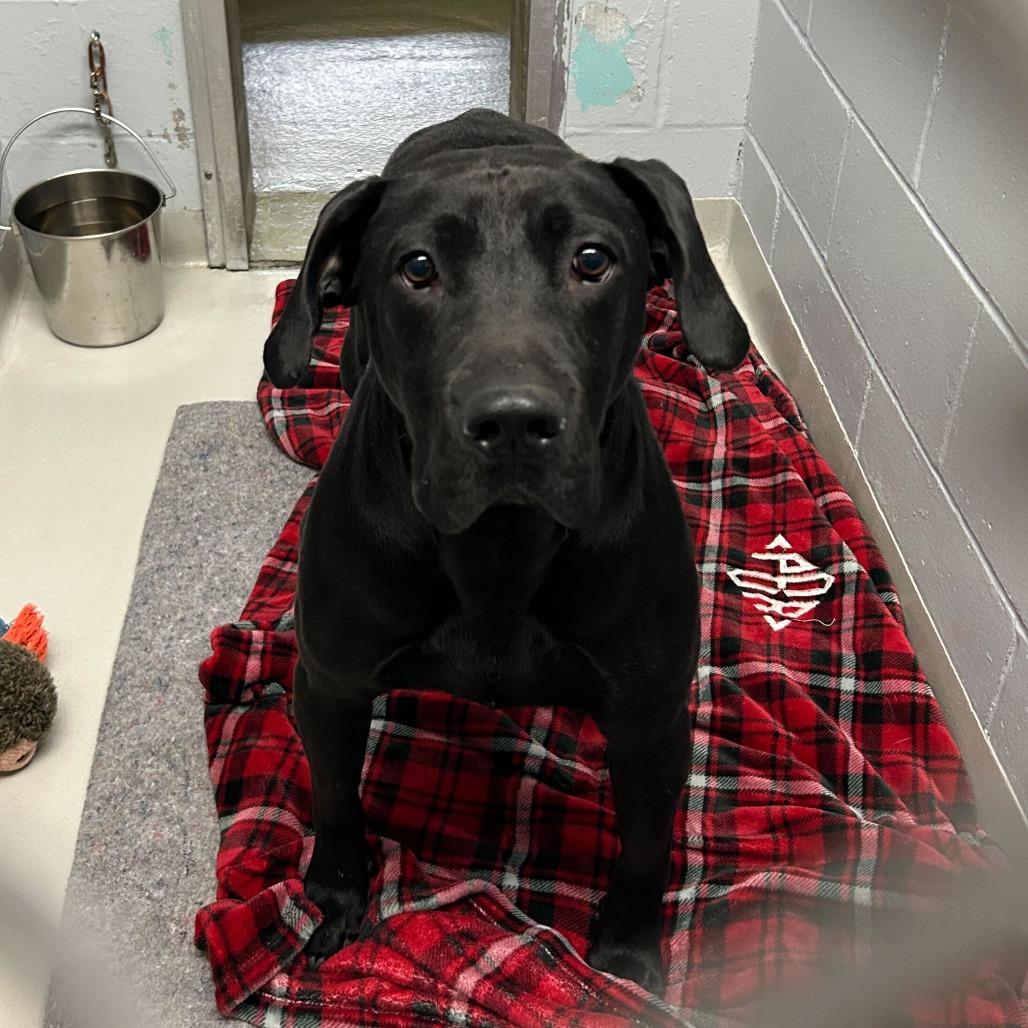 Papyrus, a Adoptable mixed breed in Enfield, NH image 1/4