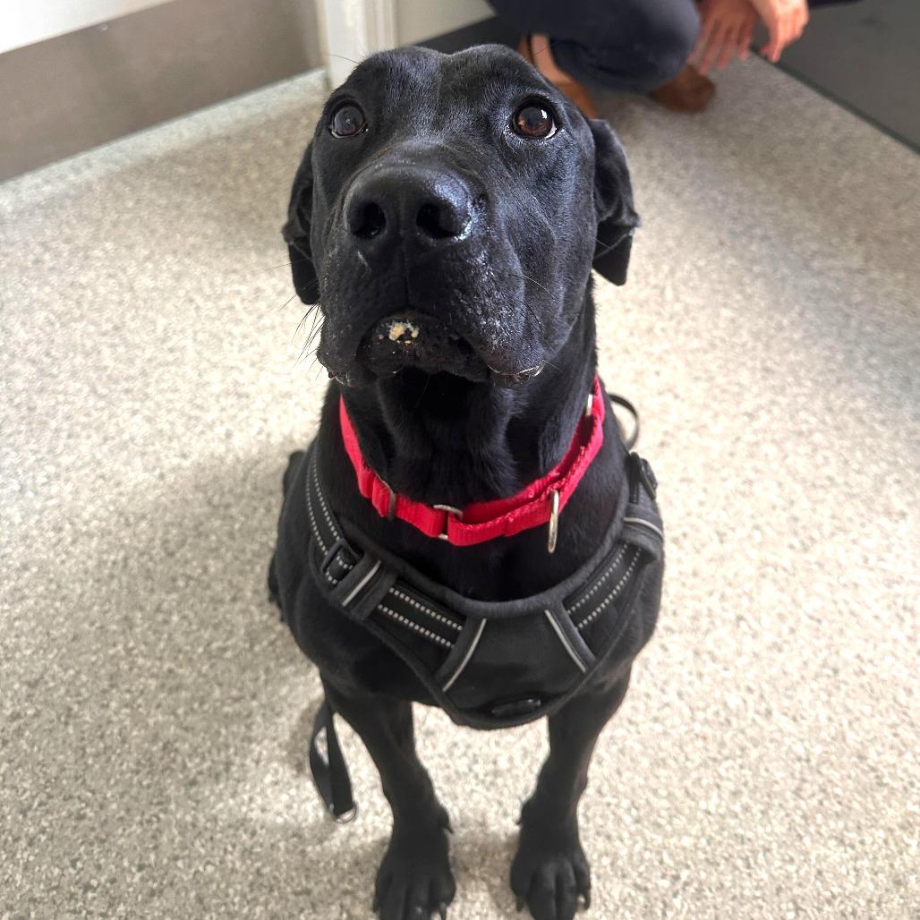 Papyrus, a Adoptable mixed breed in Enfield, NH image 2/4