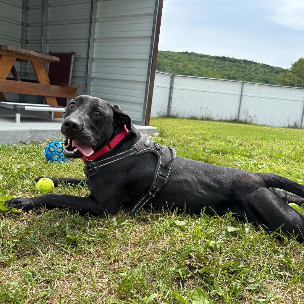 Papyrus, a Adoptable mixed breed in Enfield, NH image 4/4