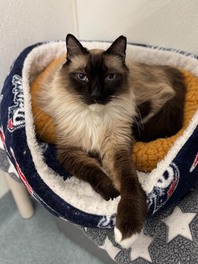 Shadow (Salem-Honeybear), Adoptable, Senior Male Domestic Short Hair & Siamese.