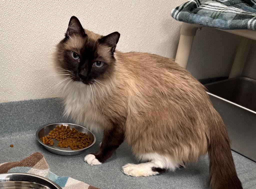 Enlarge Shadow (Salem-Honeybear), a Adoptable mixed breed in Cumberland, ME image 2/4